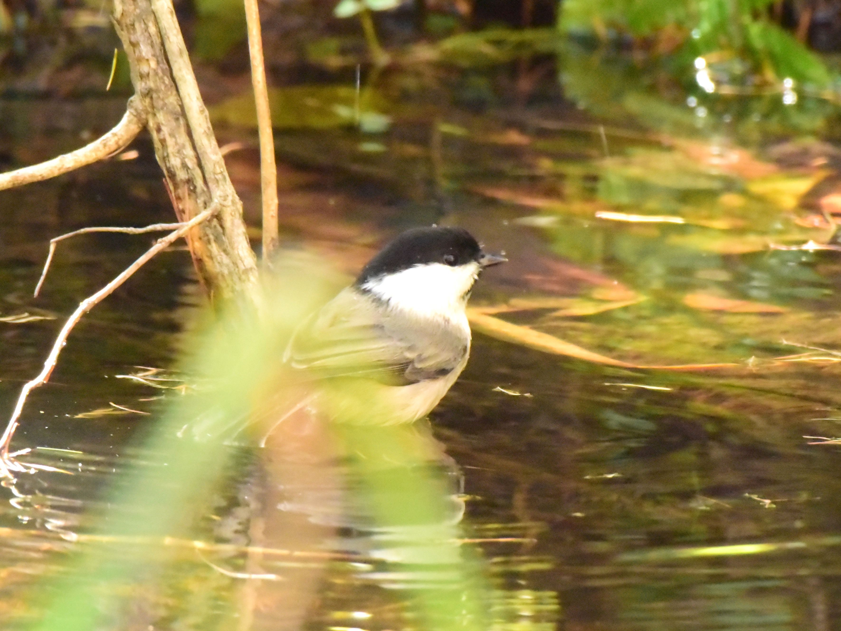 f:id:Hatabou:20171031220840j:plain