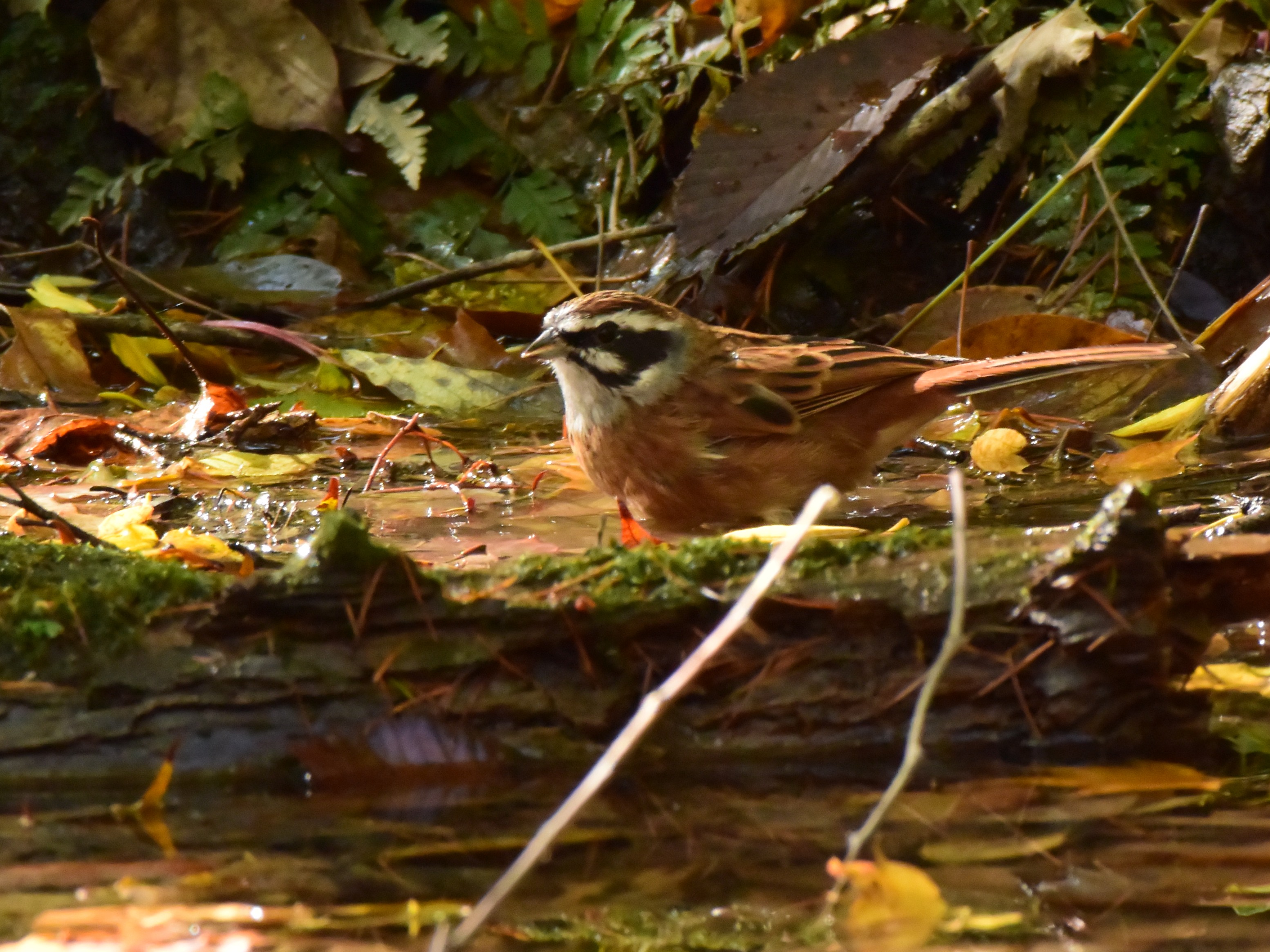 f:id:Hatabou:20171031221828j:plain