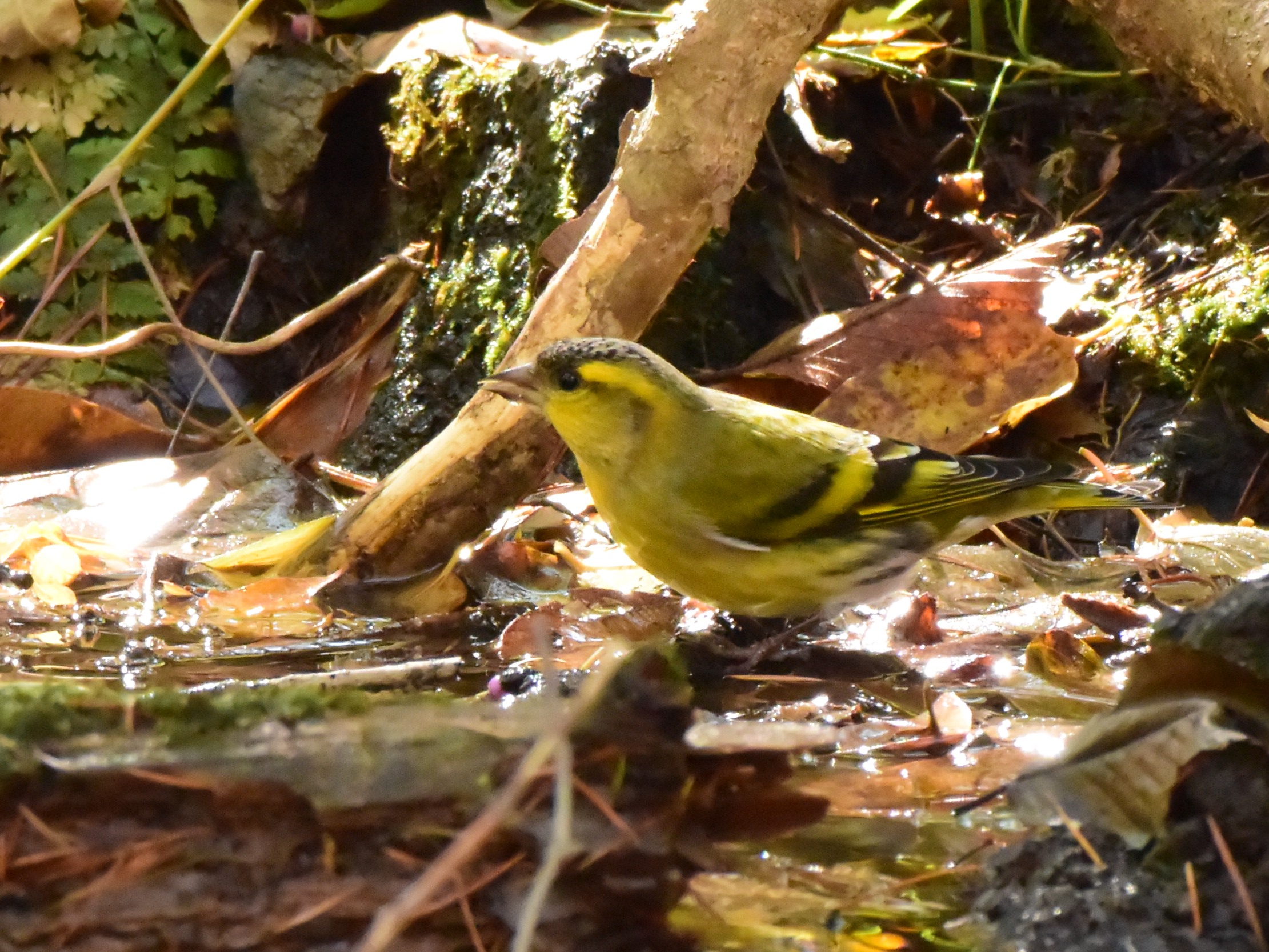 f:id:Hatabou:20171031222550j:plain