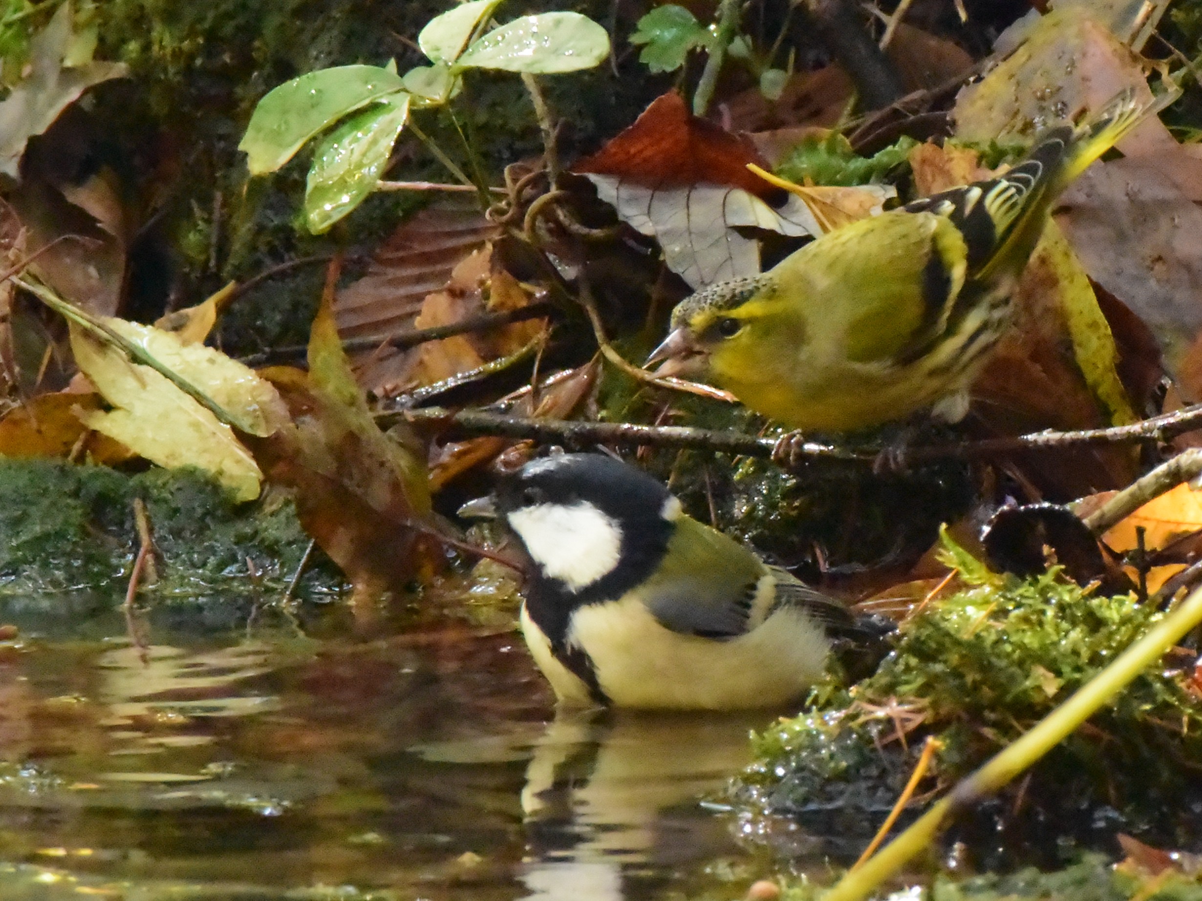 f:id:Hatabou:20171031223124j:plain