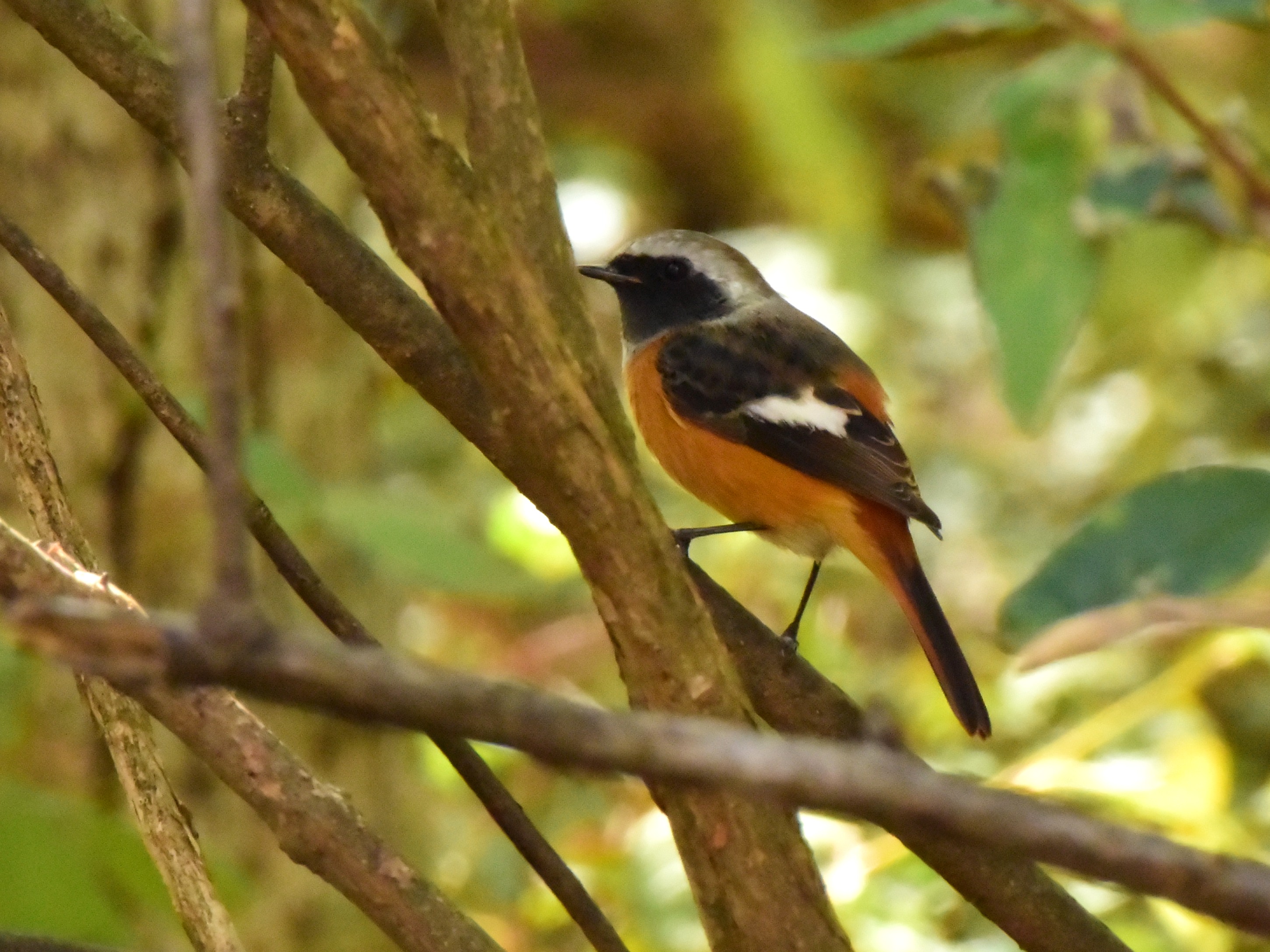 f:id:Hatabou:20171031223422j:plain