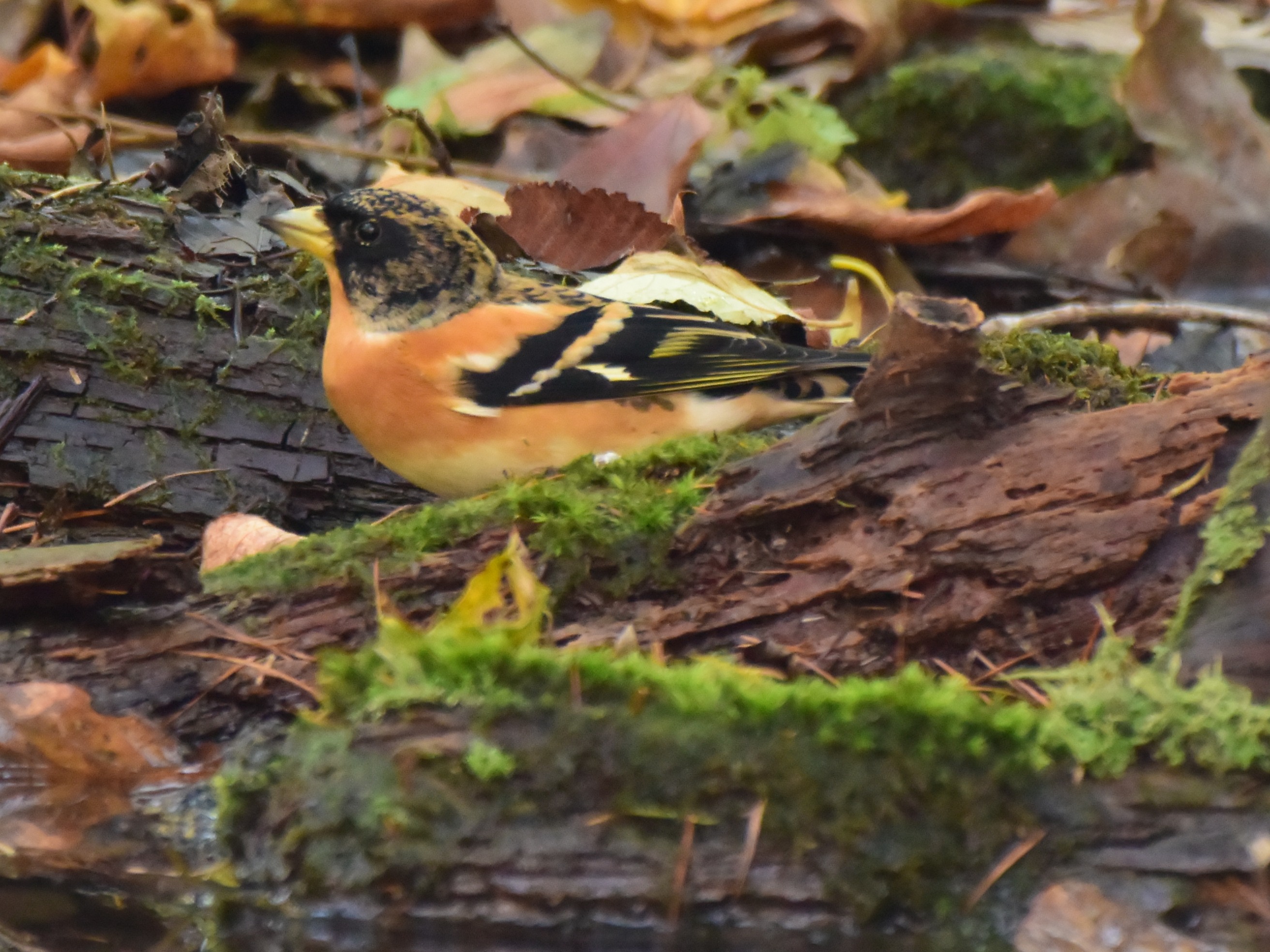 f:id:Hatabou:20171031224241j:plain