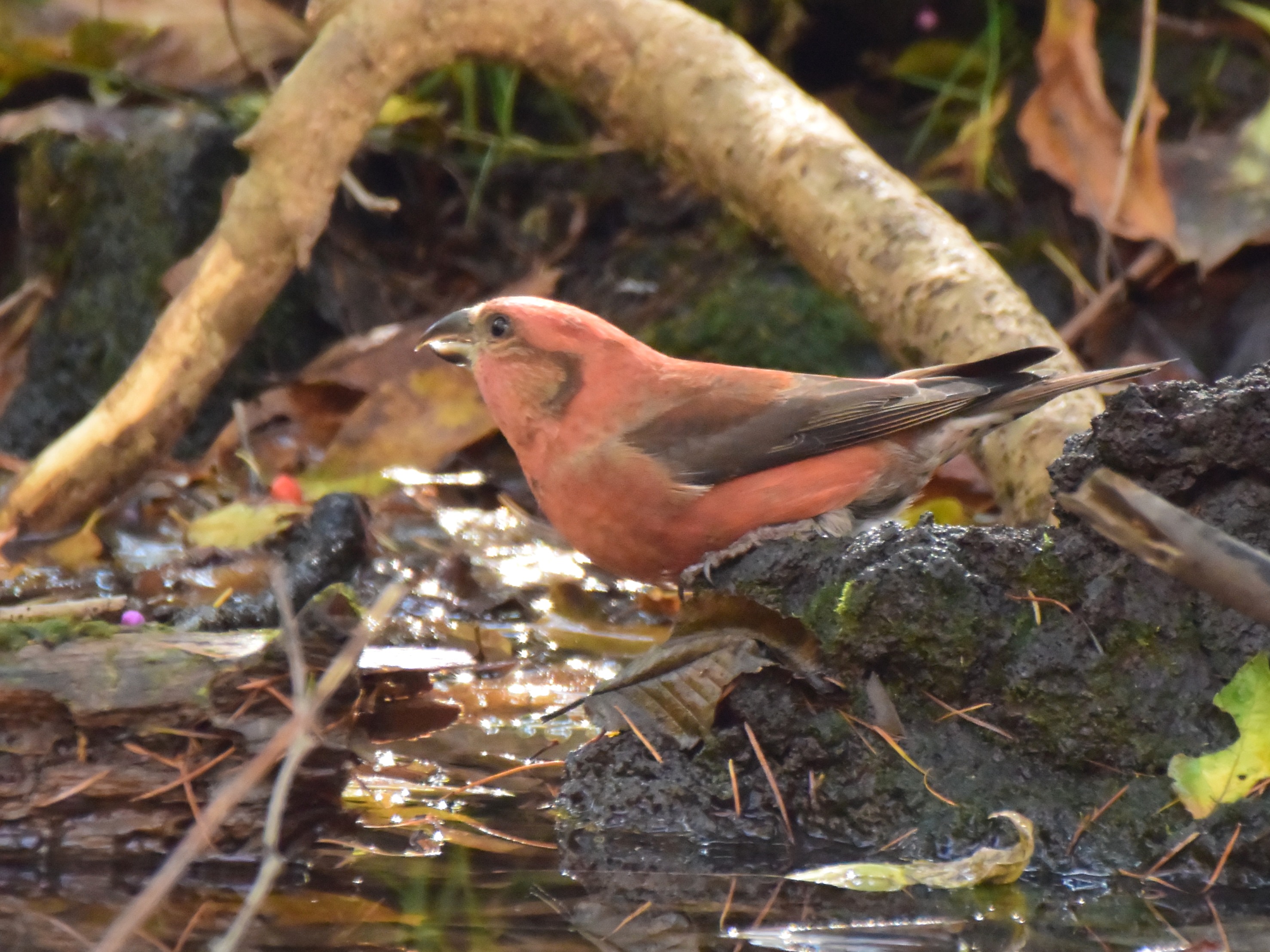 f:id:Hatabou:20171031224824j:plain