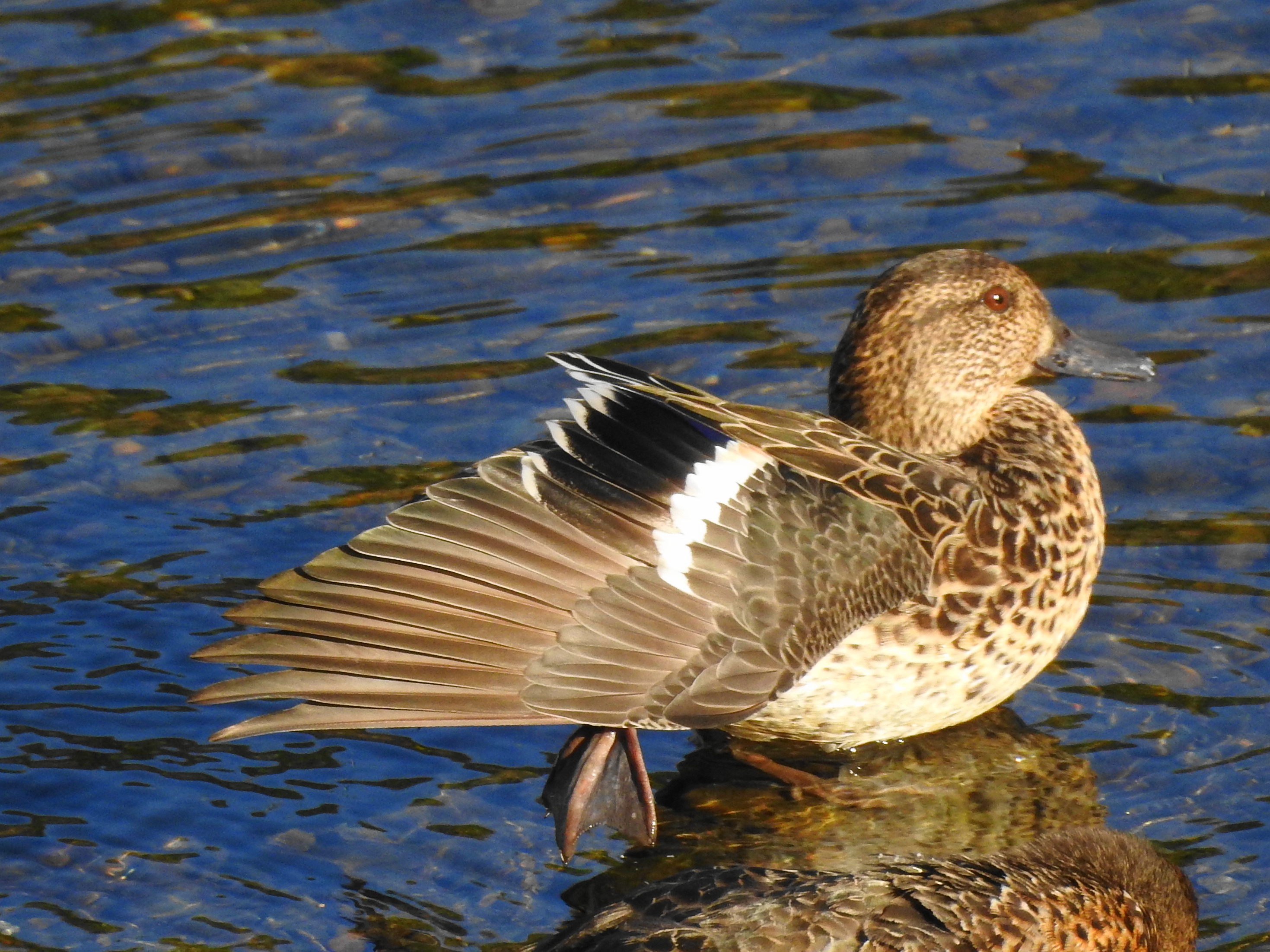 f:id:Hatabou:20171113214129j:plain f:id:Hatabou:20171113214129j:plain