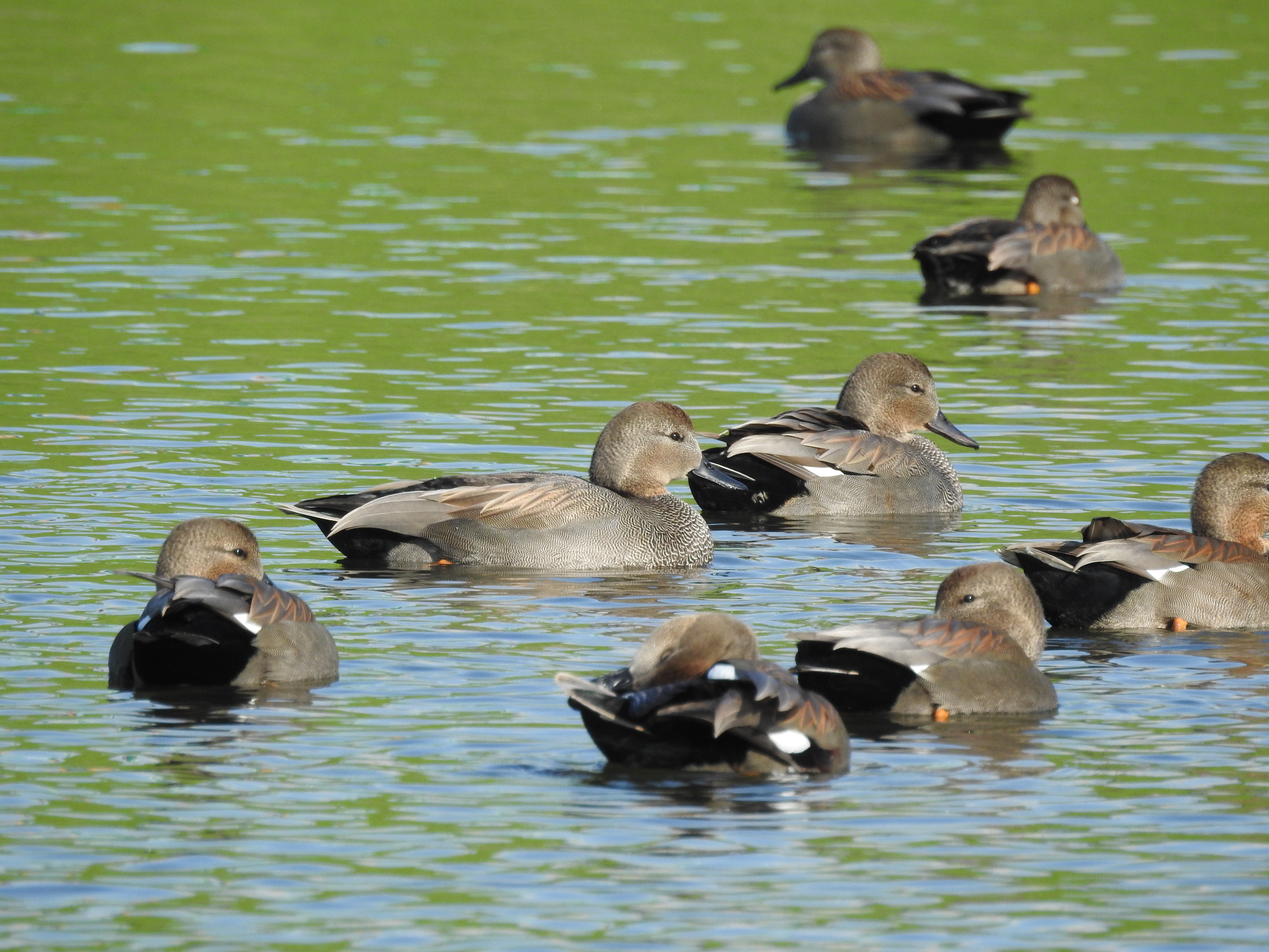 f:id:Hatabou:20171113215000j:plain f:id:Hatabou:20171113215000j:plain