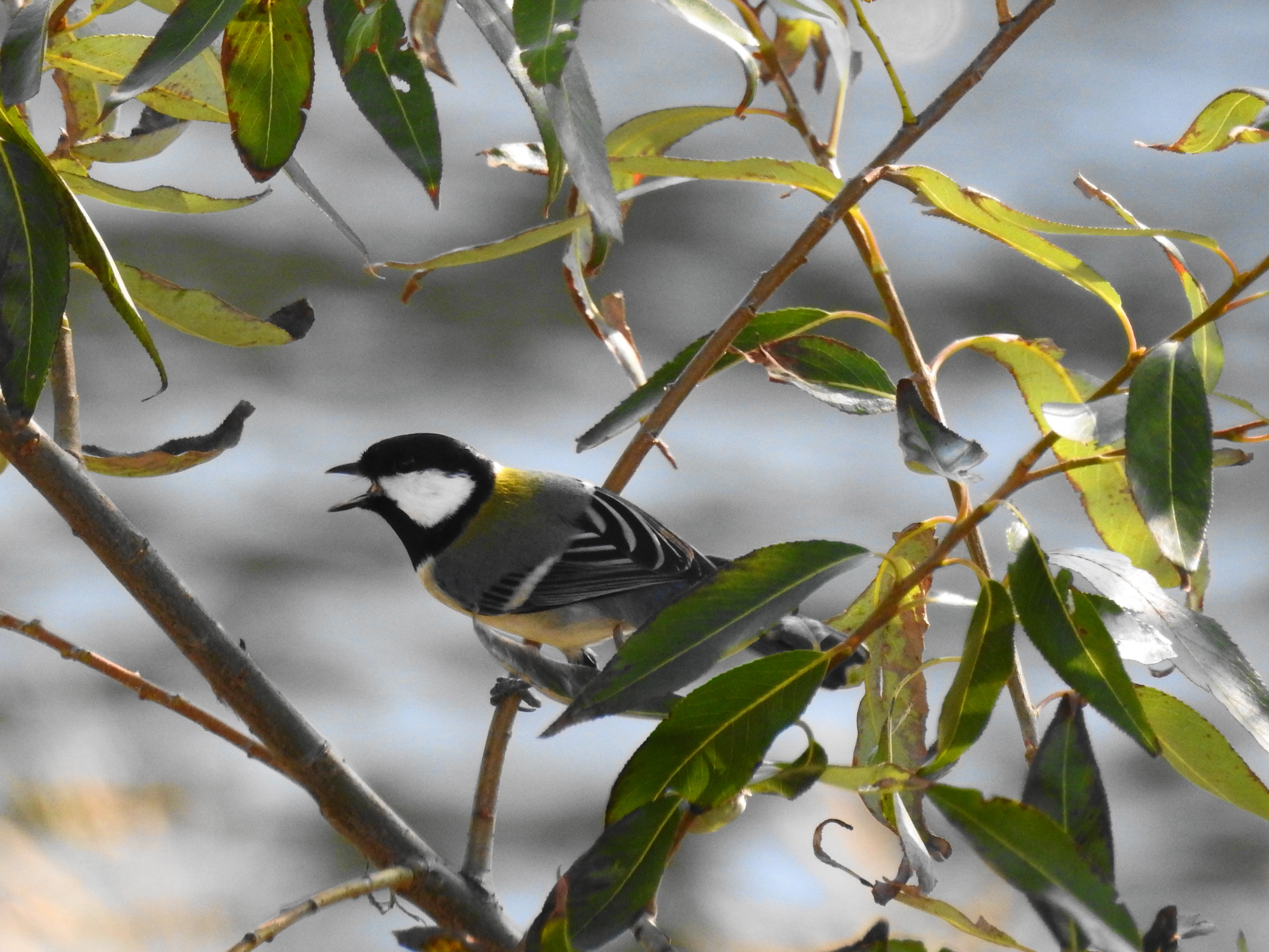 f:id:Hatabou:20171113220801j:plain f:id:Hatabou:20171113220801j:plain