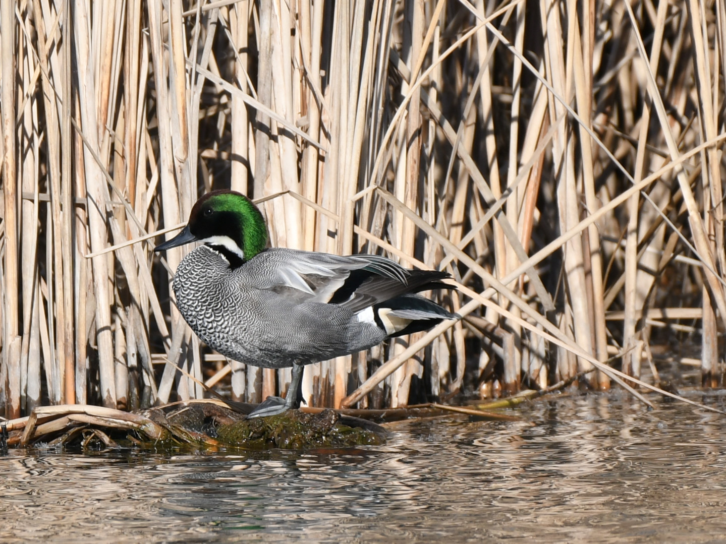 f:id:Hatabou:20171230210226j:plain