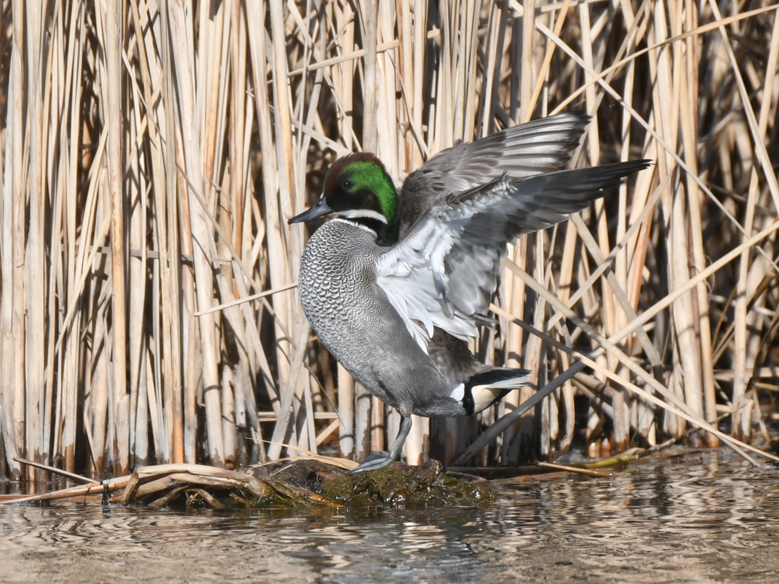 f:id:Hatabou:20171230210450j:plain