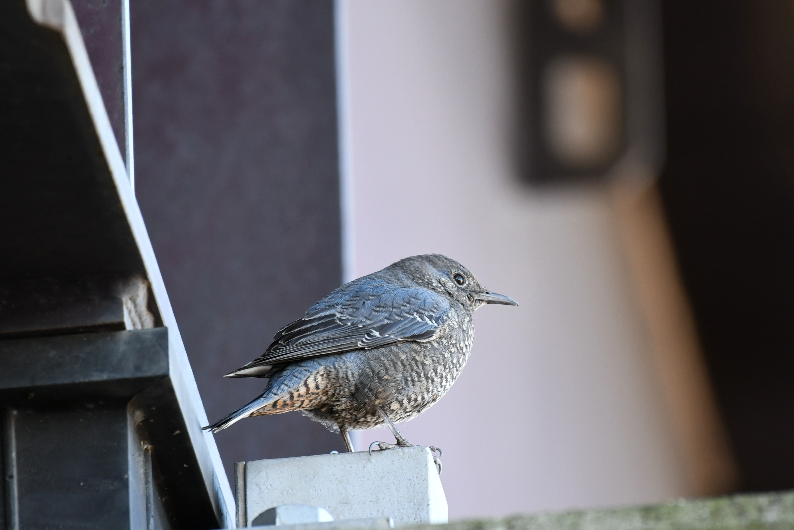 f:id:Hatabou:20171230211036j:plain