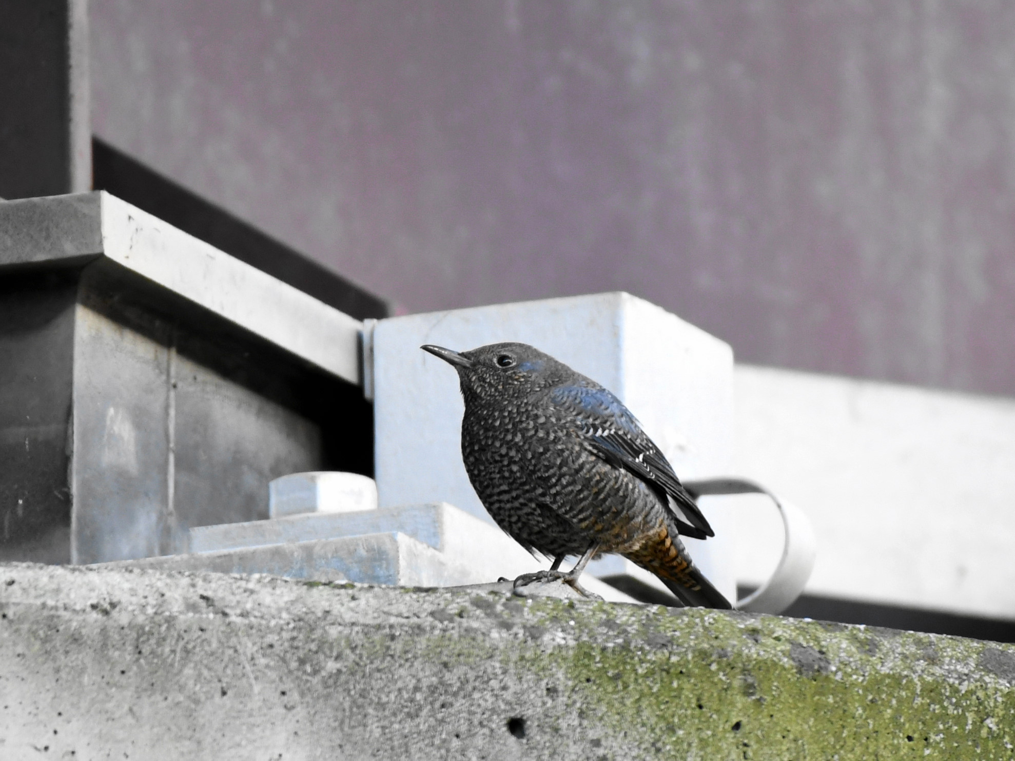 f:id:Hatabou:20171230211900j:plain