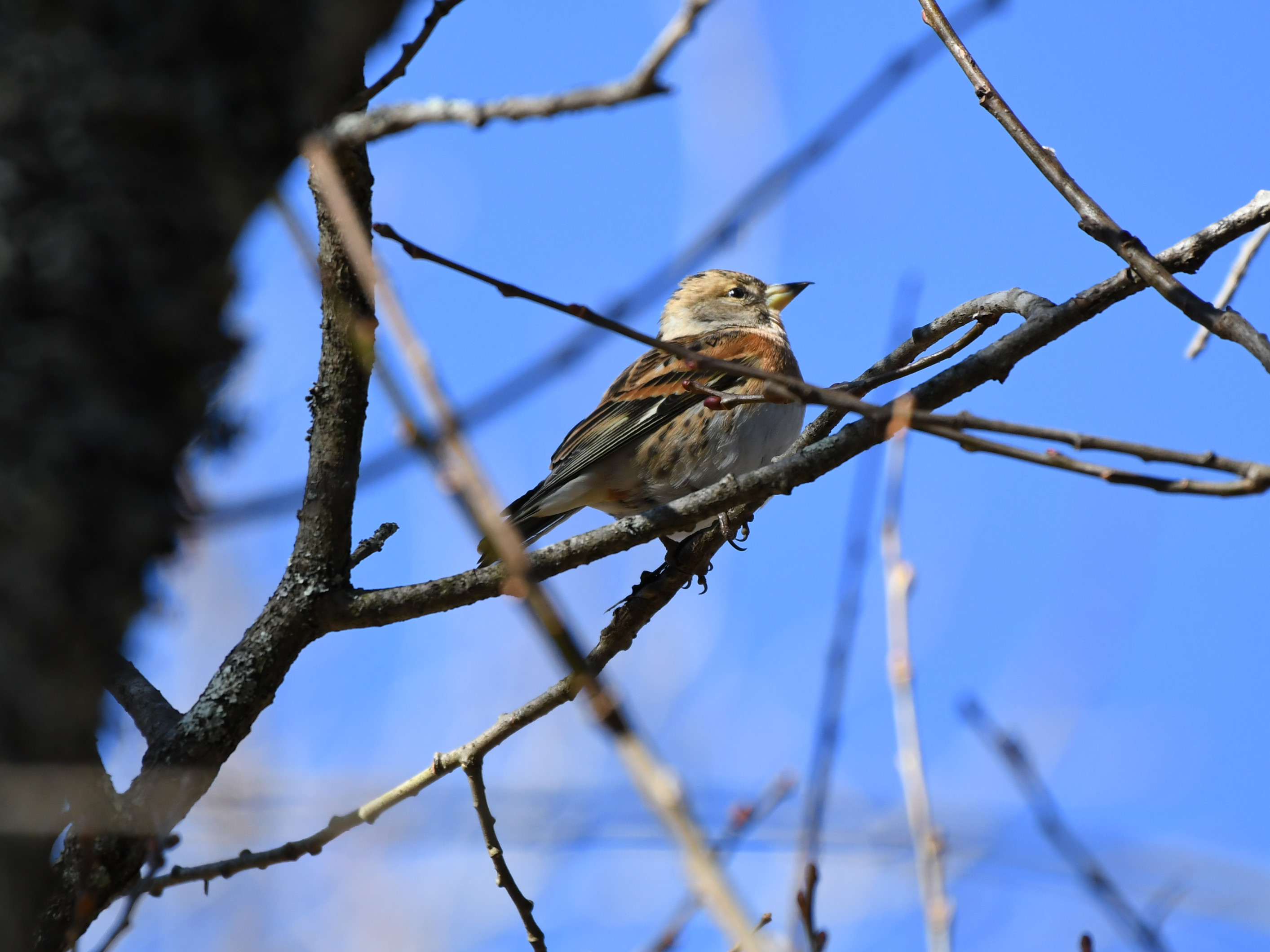 f:id:Hatabou:20171230212455j:plain