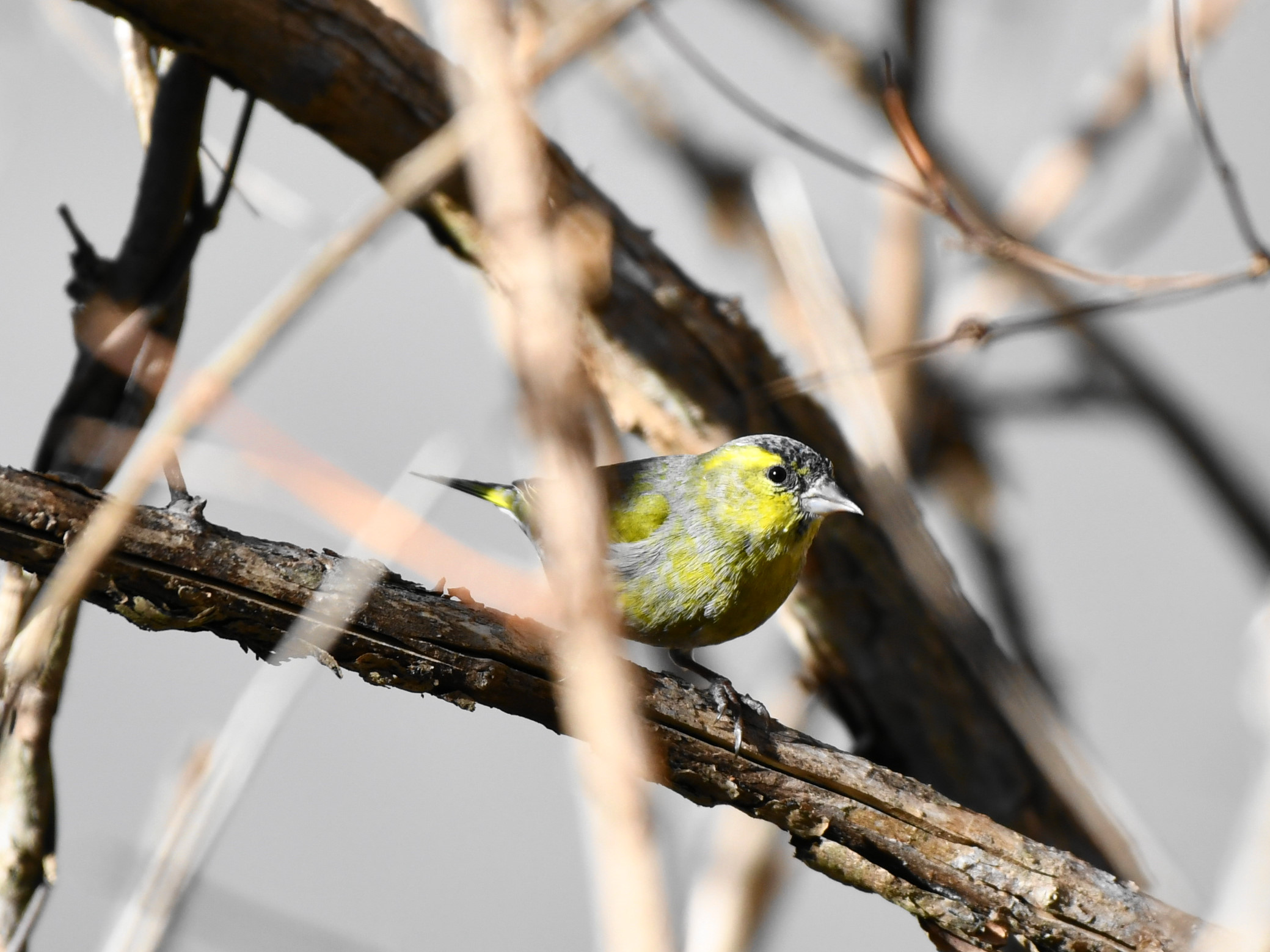 f:id:Hatabou:20171230212708j:plain