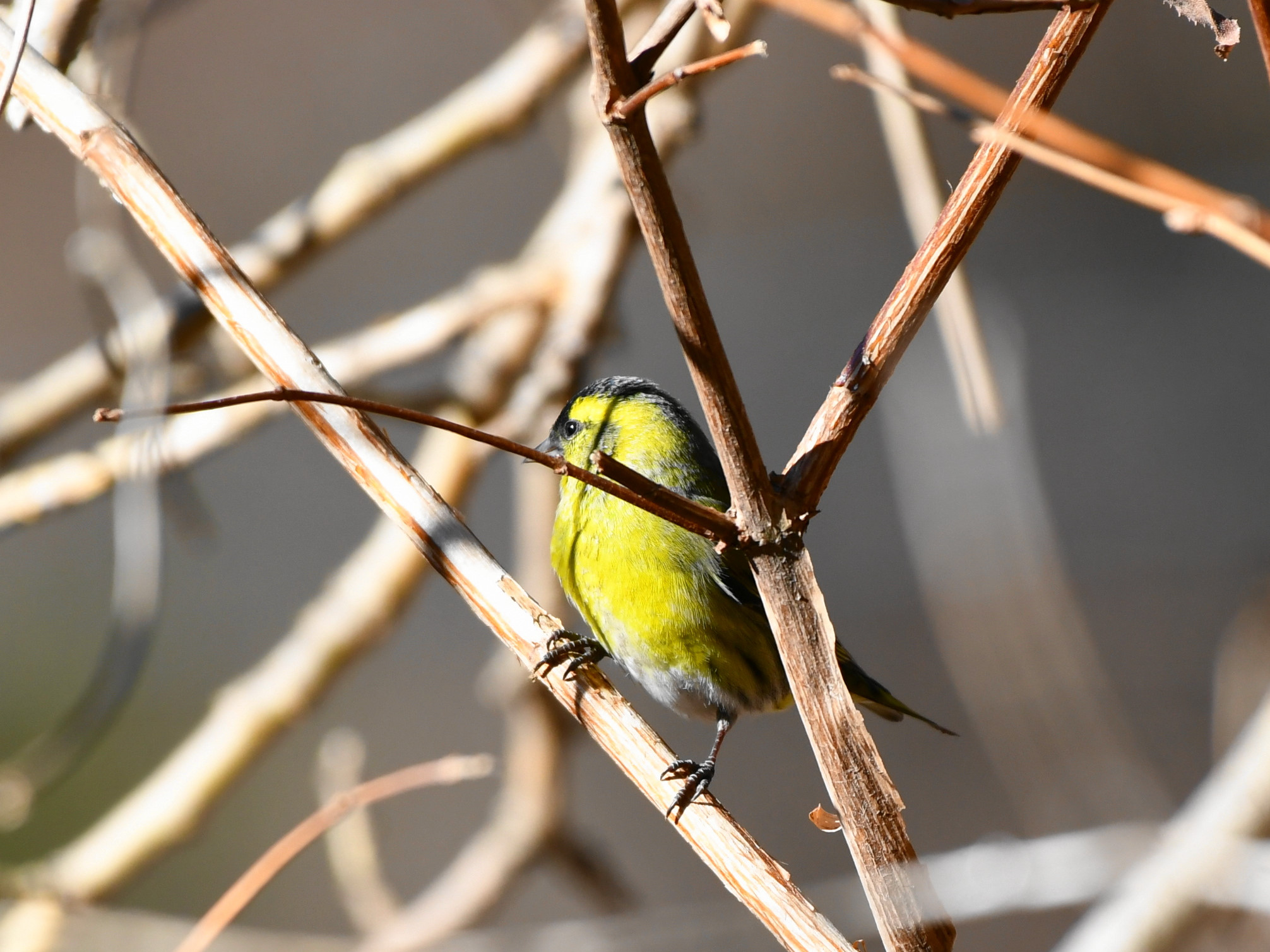 f:id:Hatabou:20171230212850j:plain