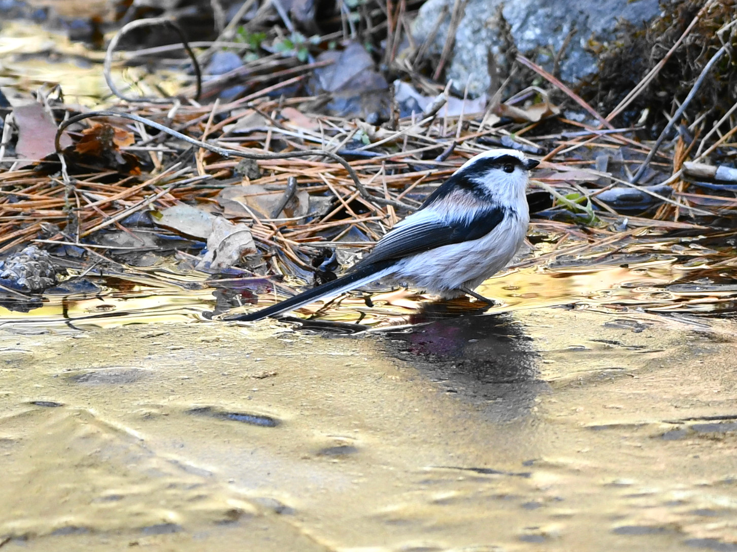 f:id:Hatabou:20171230213144j:plain