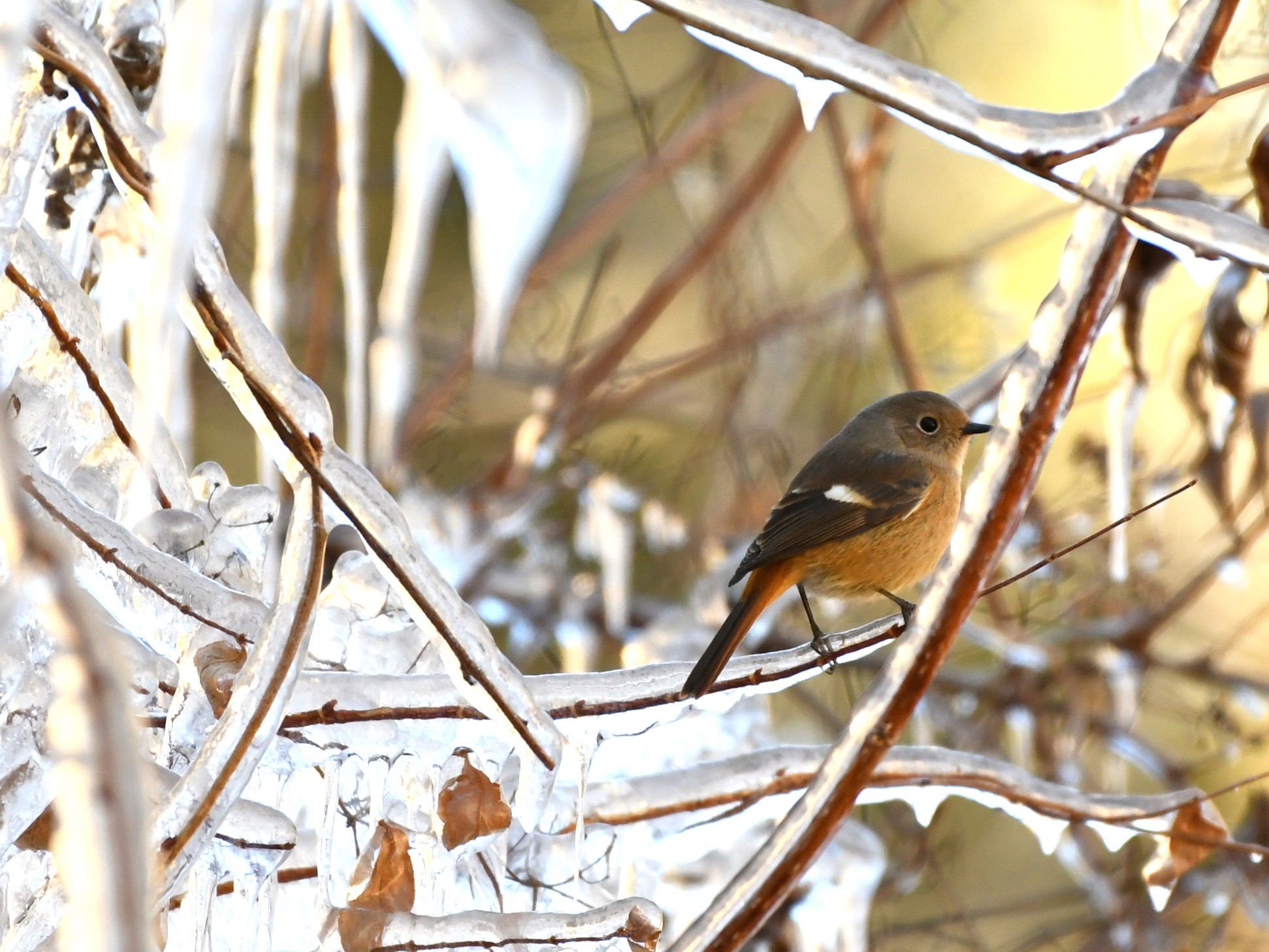 f:id:Hatabou:20171230213443j:plain