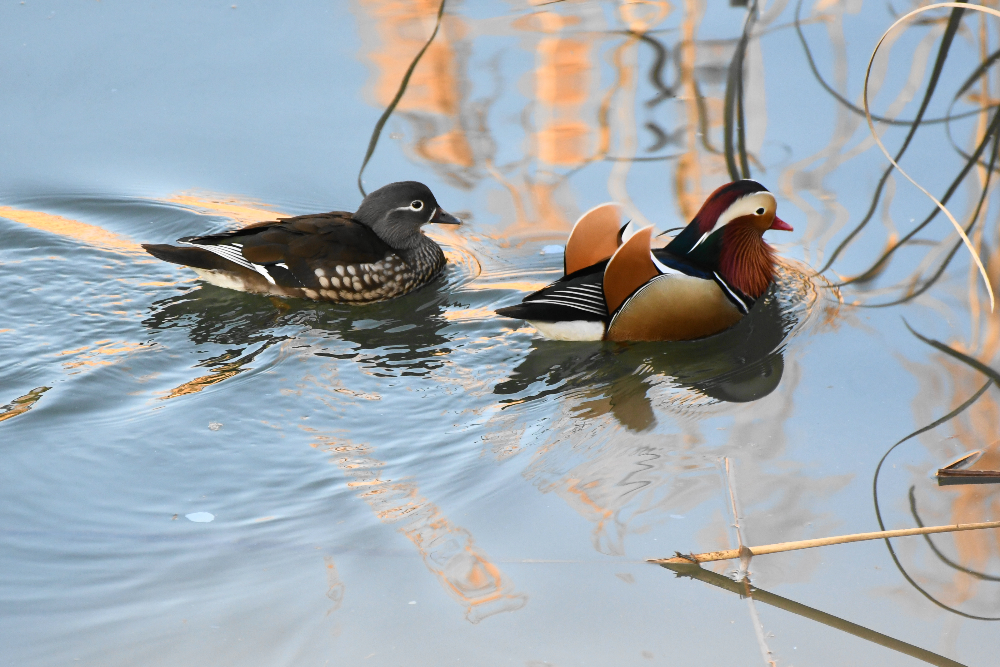 f:id:Hatabou:20171230215656j:plain