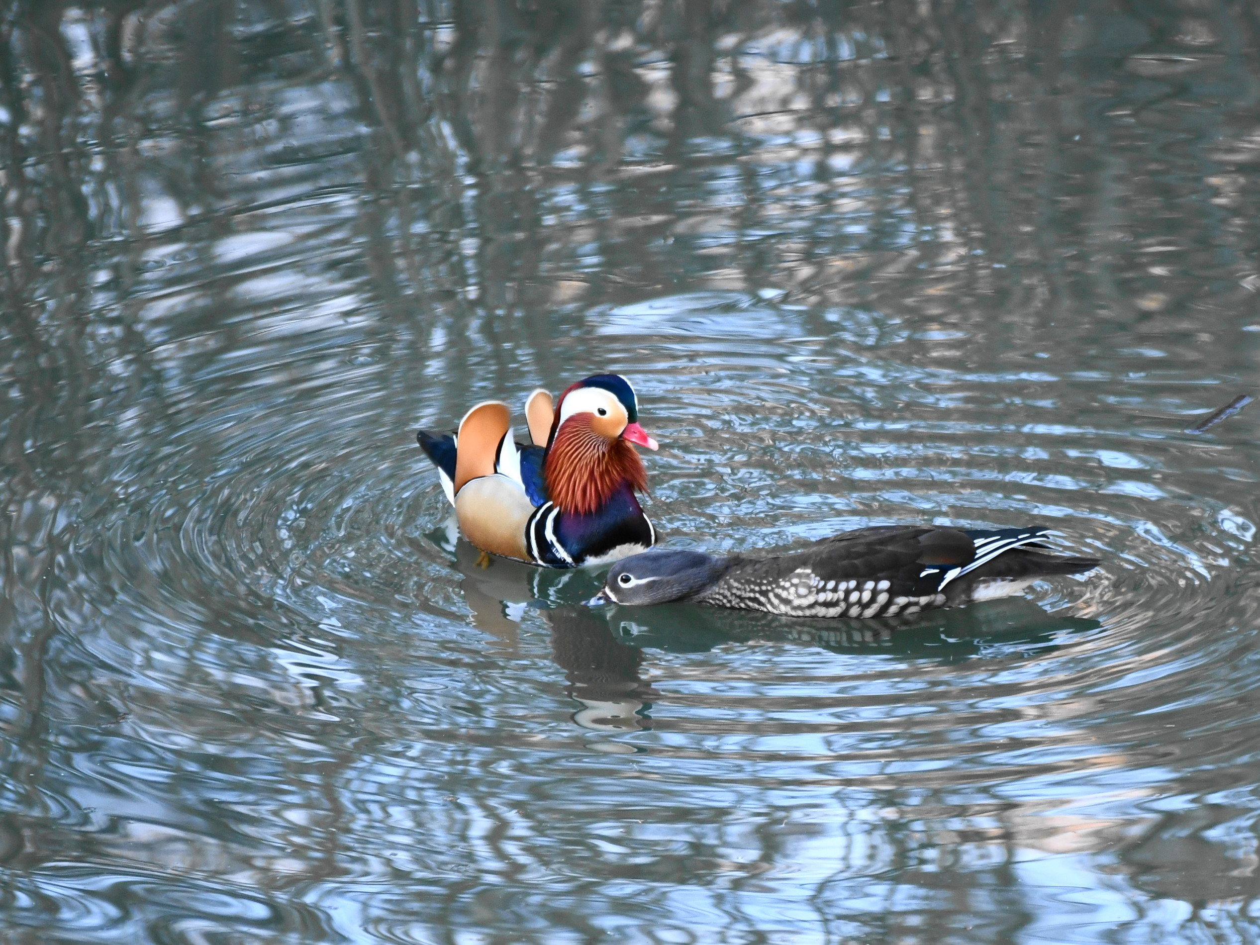 f:id:Hatabou:20171230220037j:plain