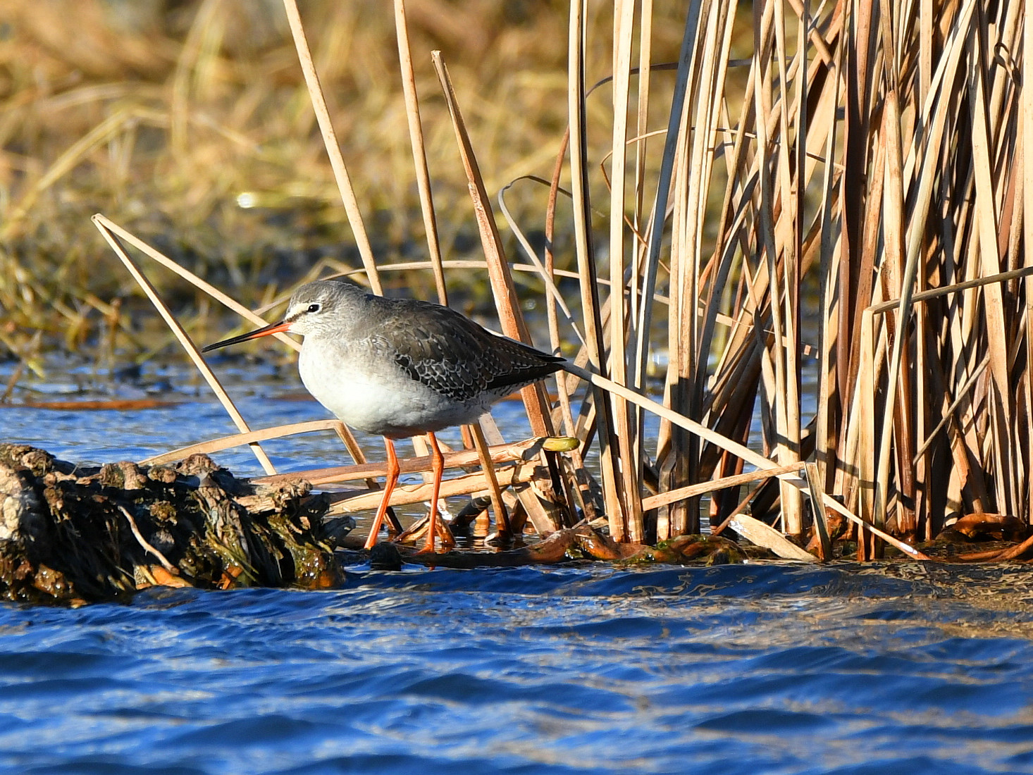 f:id:Hatabou:20180113183721j:plain f:id:Hatabou:20180113183721j:plain