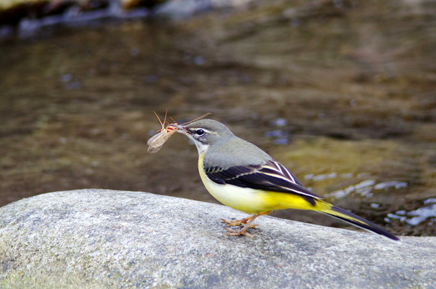 幸運を運ぶ夫婦鳥 幸運を運ぶ鳥 キセキレイ | 滋賀ガイド！