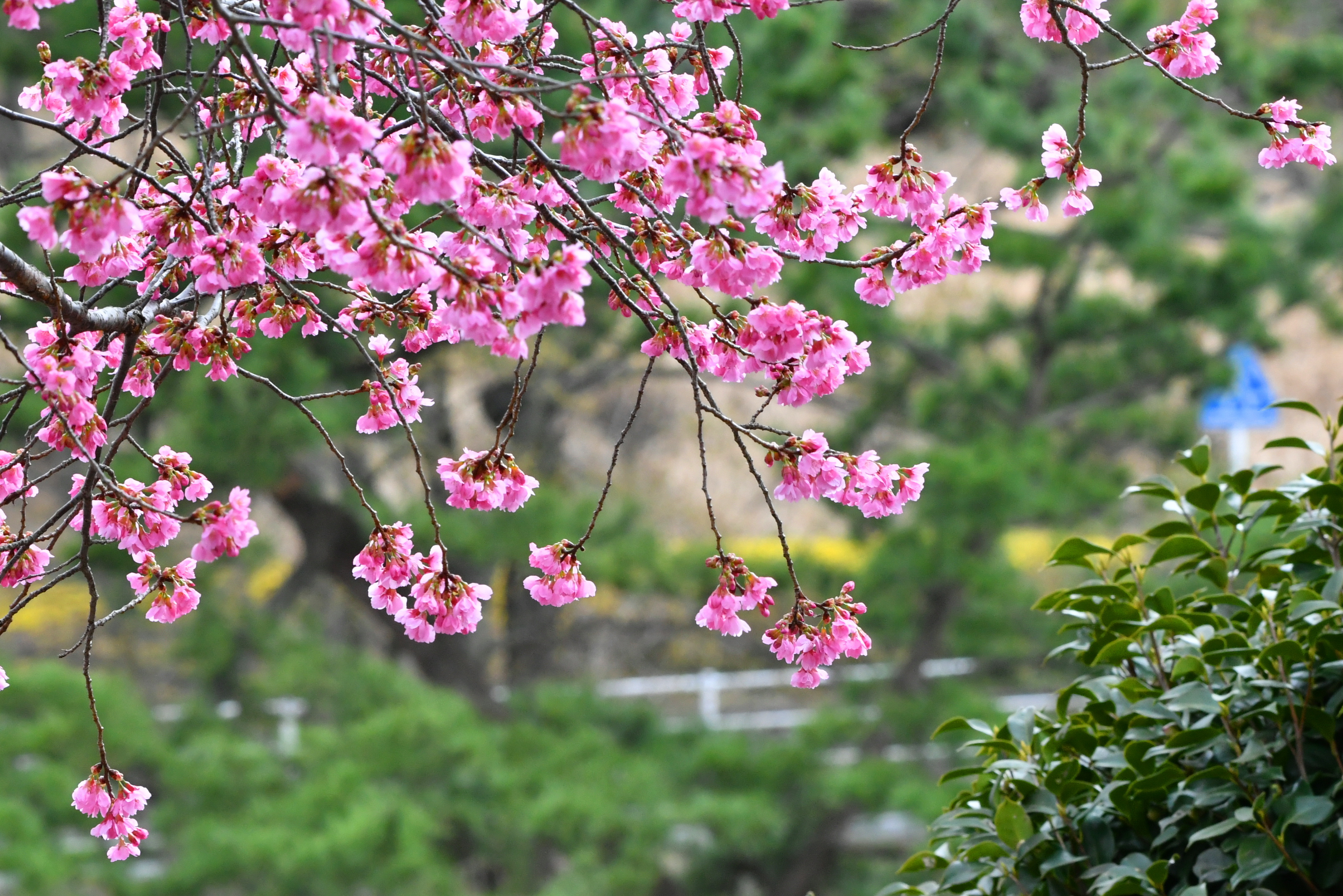 f:id:Hatabou:20180318051743j:plain