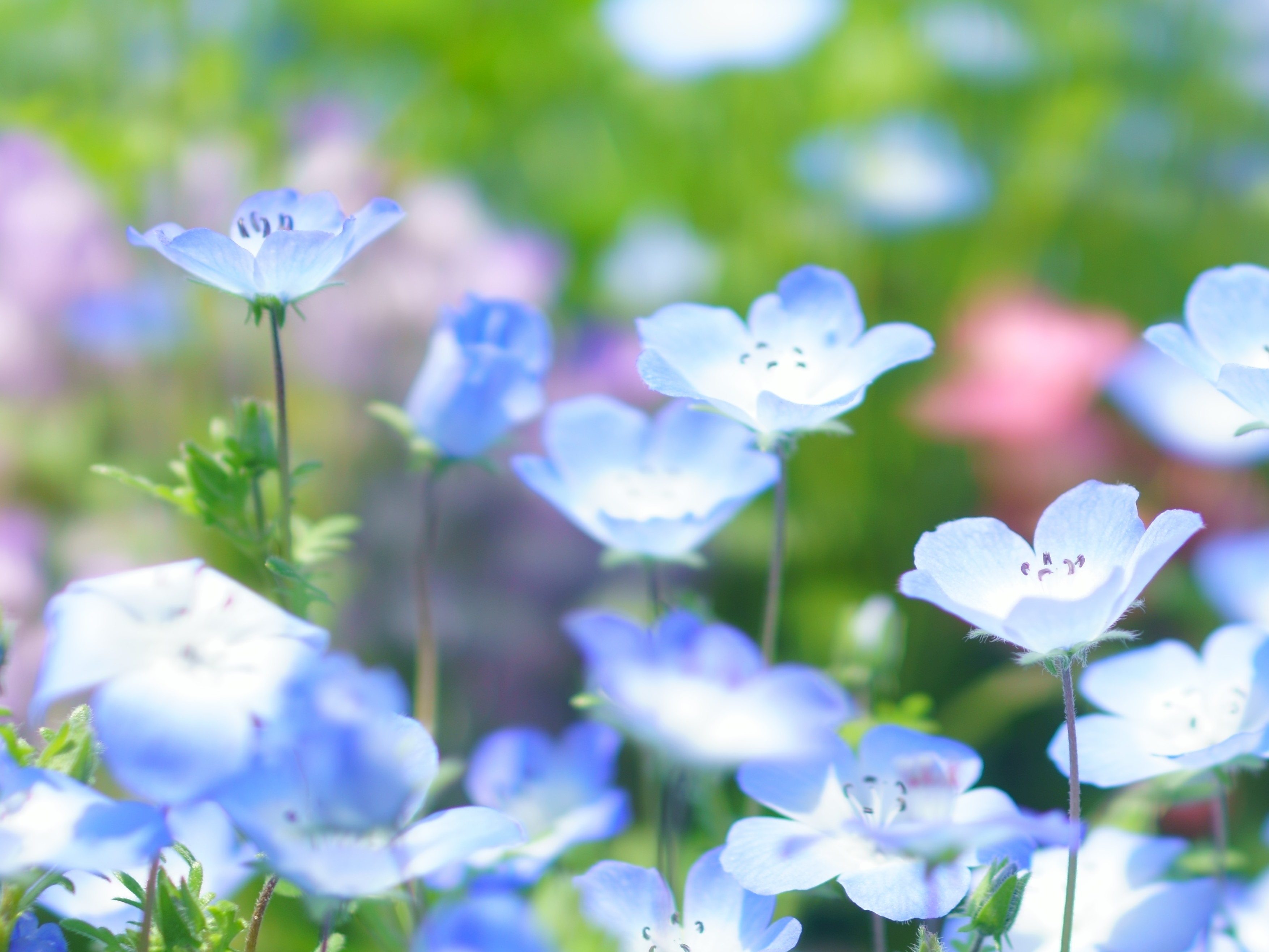 f:id:Hatabou:20180428213550j:plain