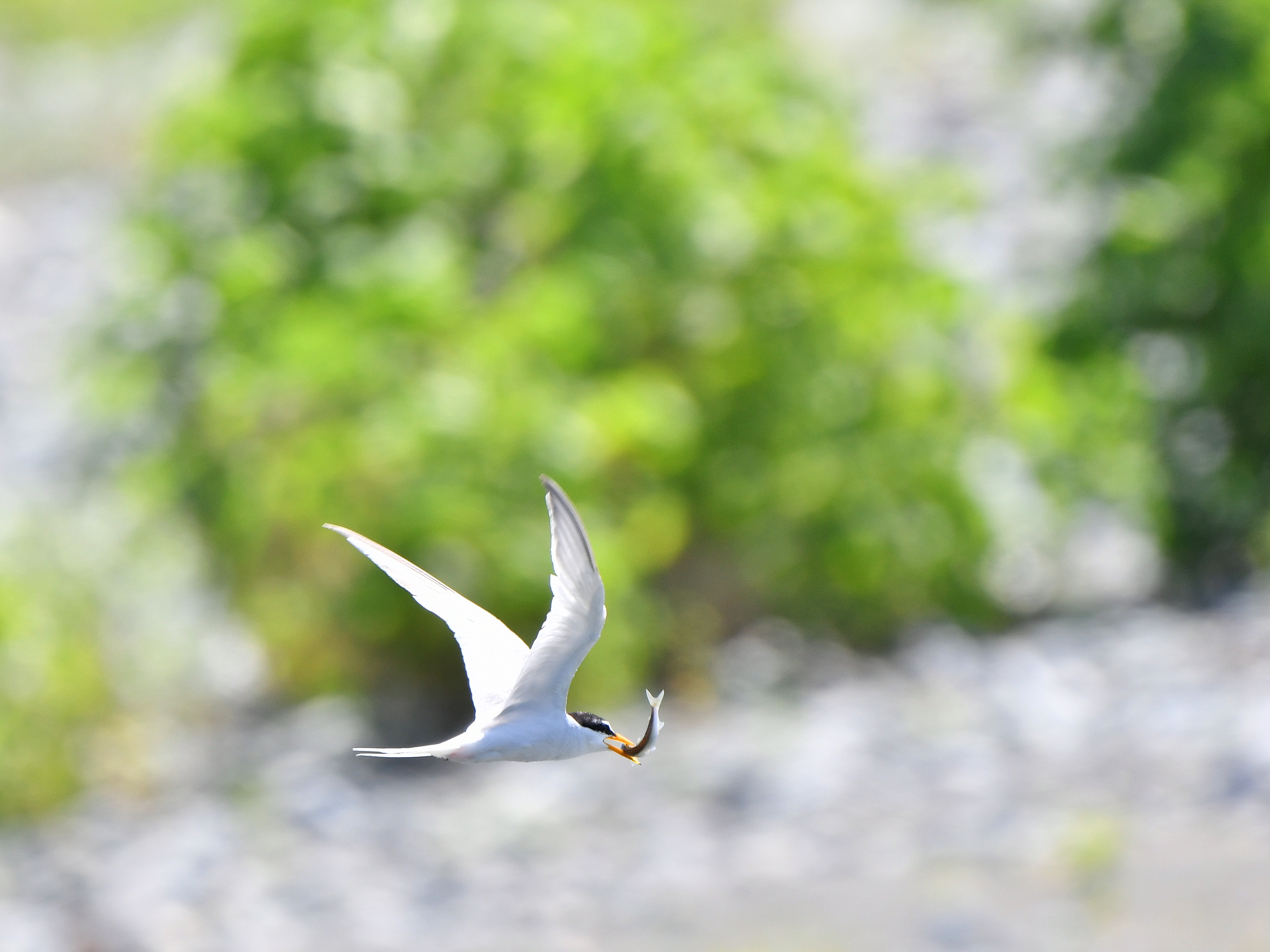 f:id:Hatabou:20180702214619j:plain