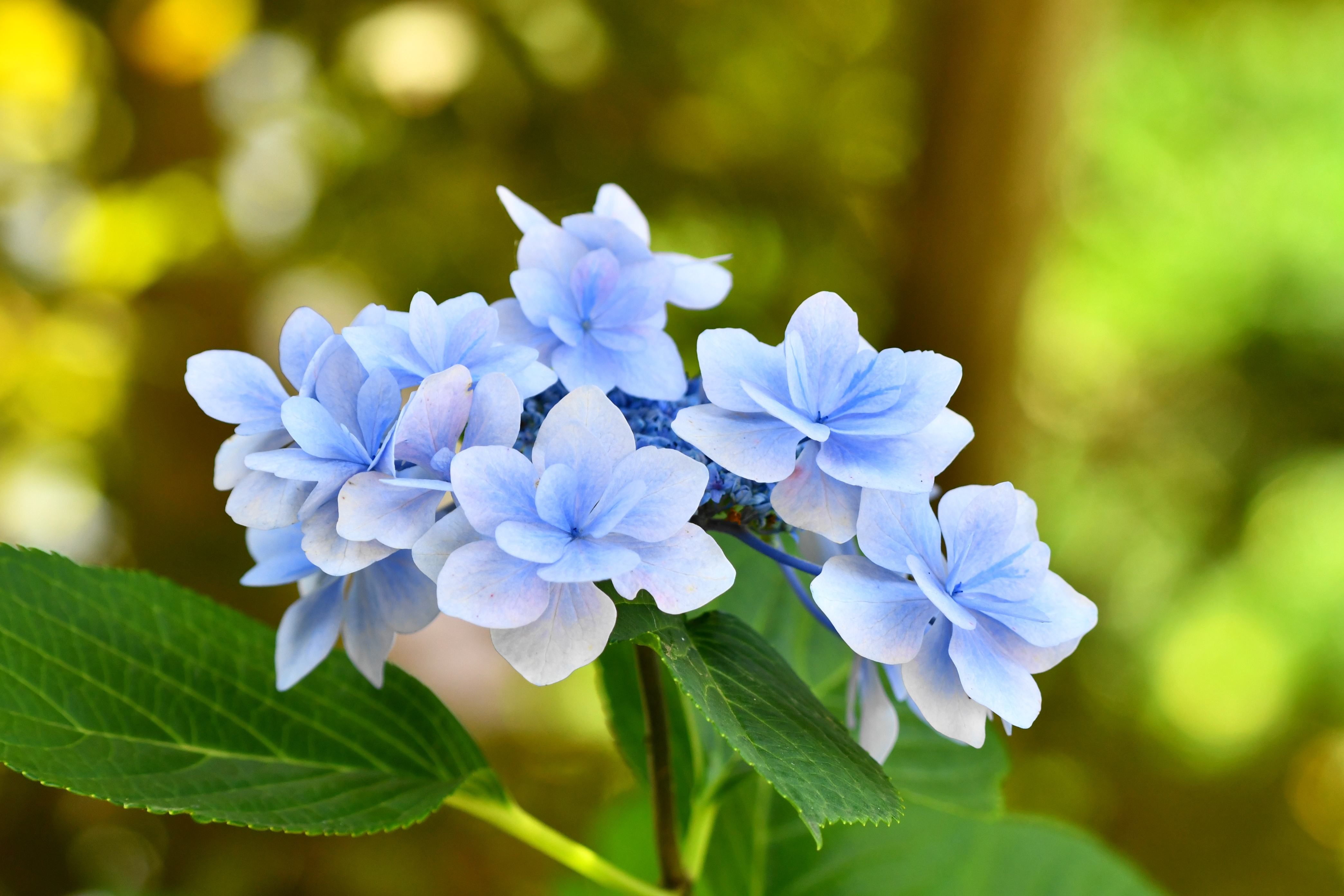 f:id:Hatabou:20180702221028j:plain