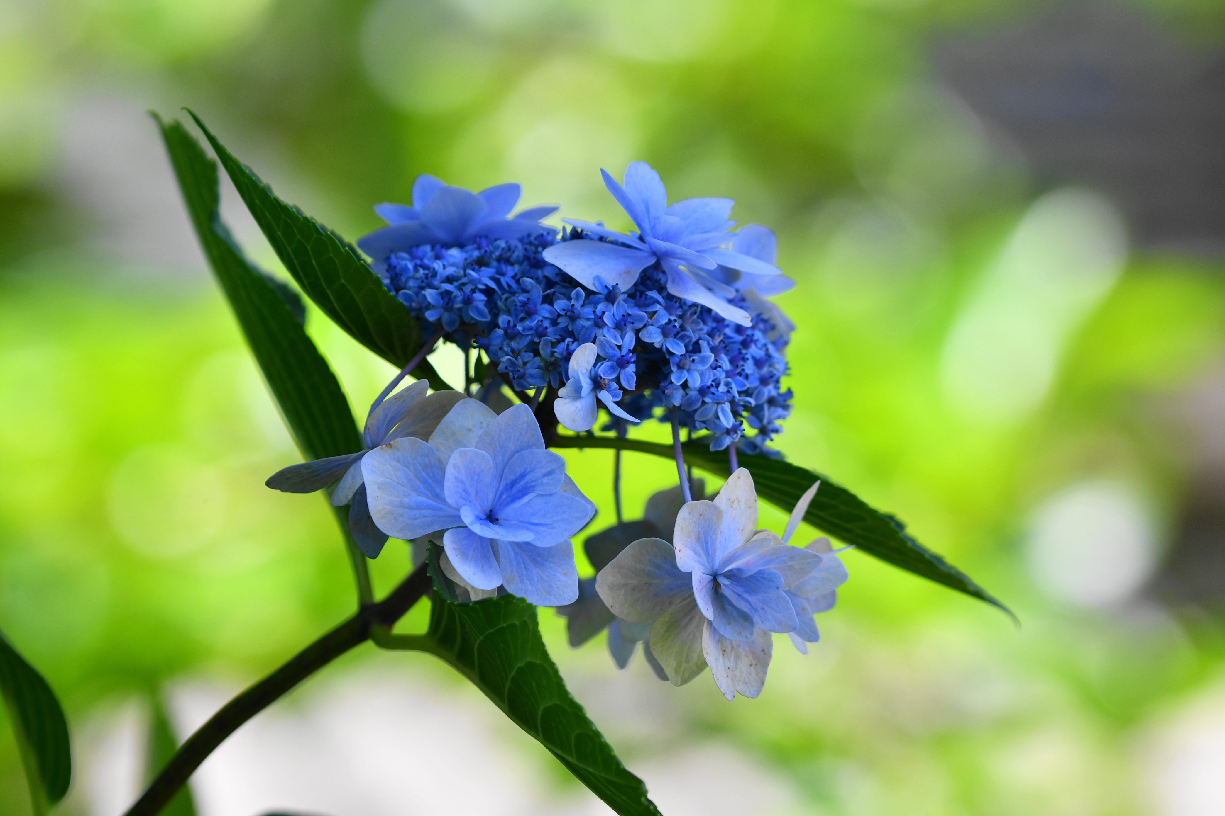 f:id:Hatabou:20180702221133j:plain