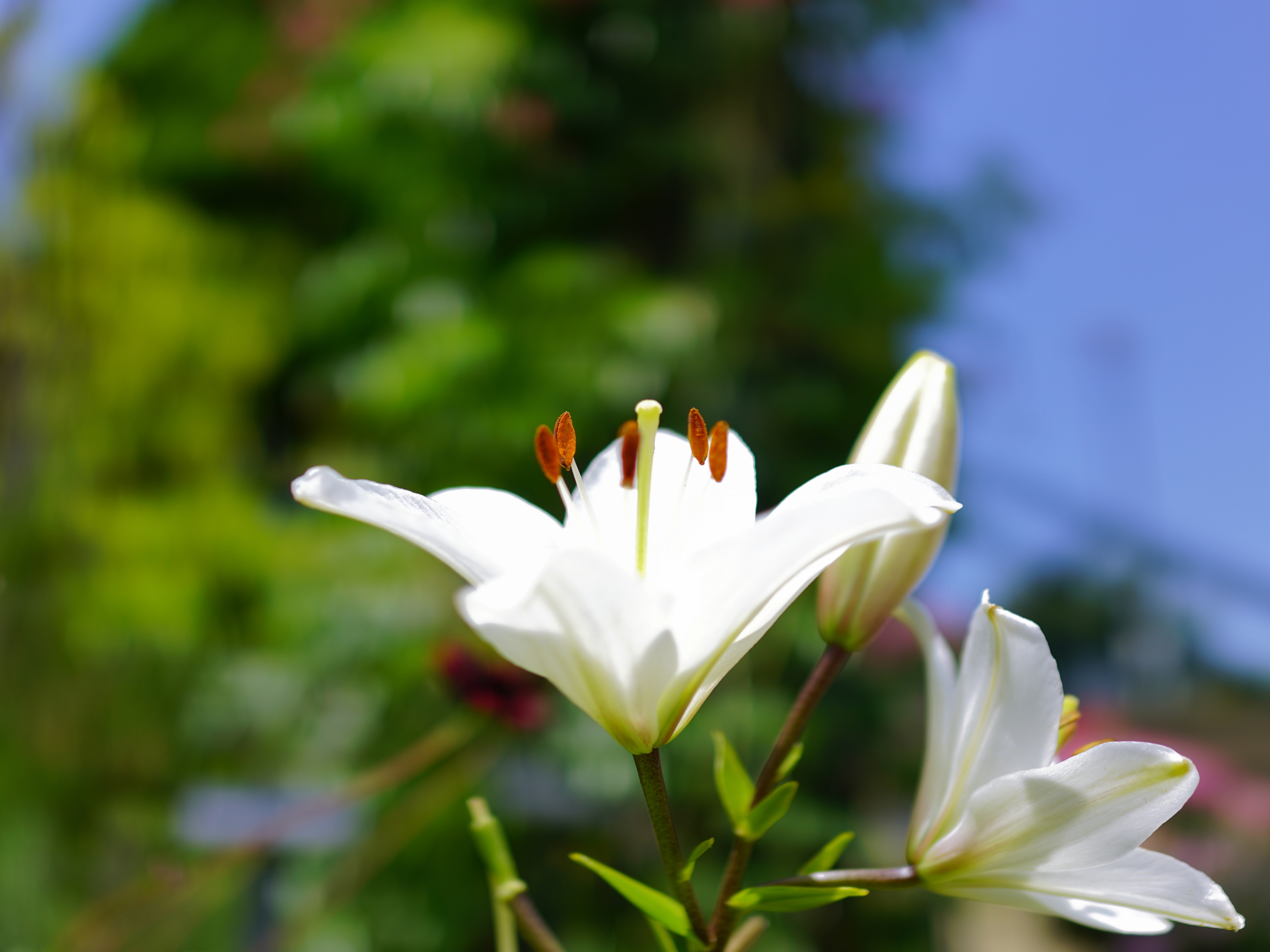 f:id:Hatabou:20180702222556j:plain