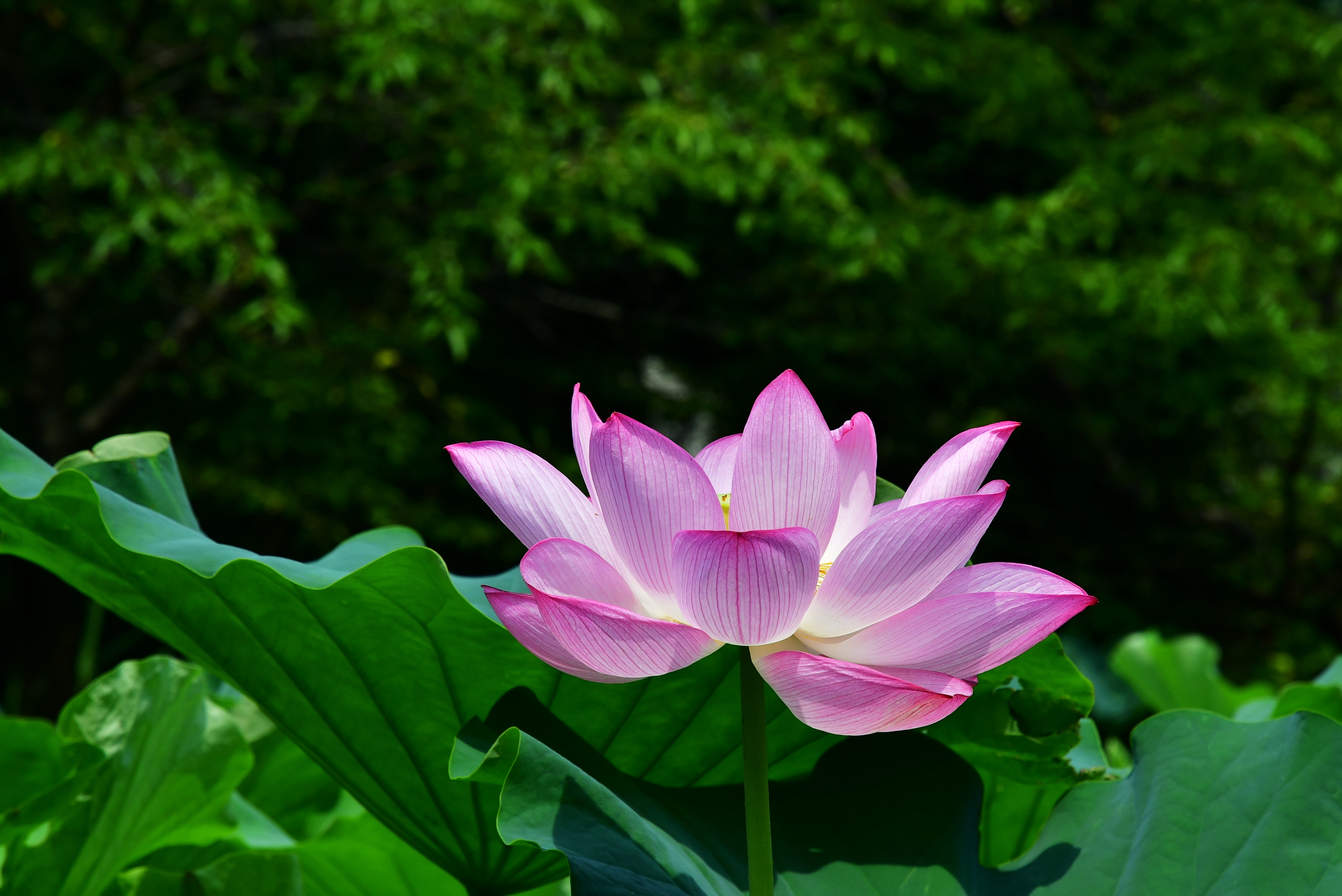 f:id:Hatabou:20180724212439j:plain