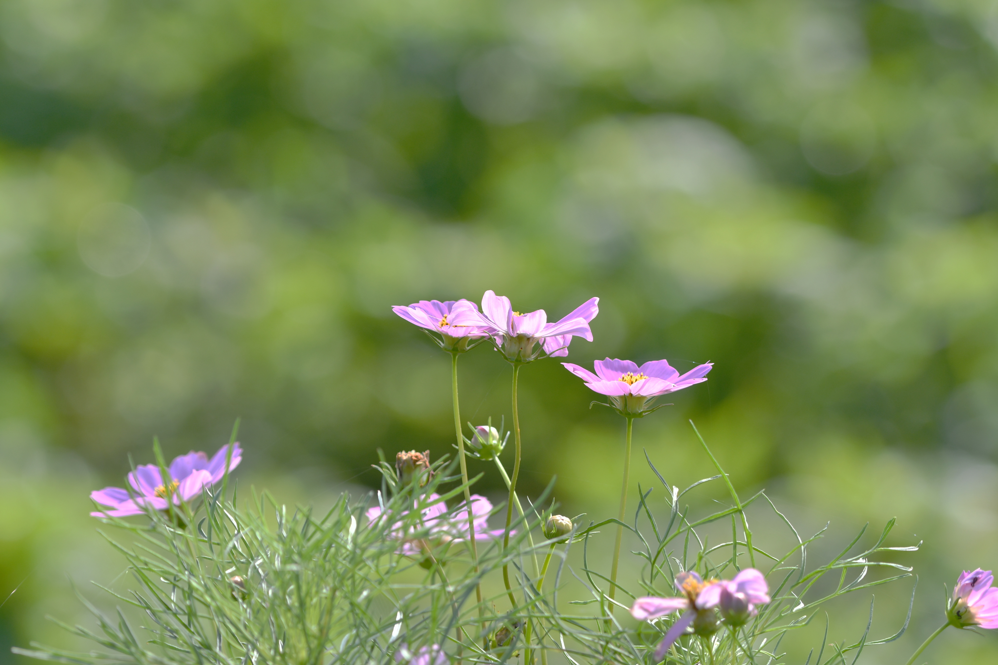 f:id:Hatabou:20180814215809j:plain