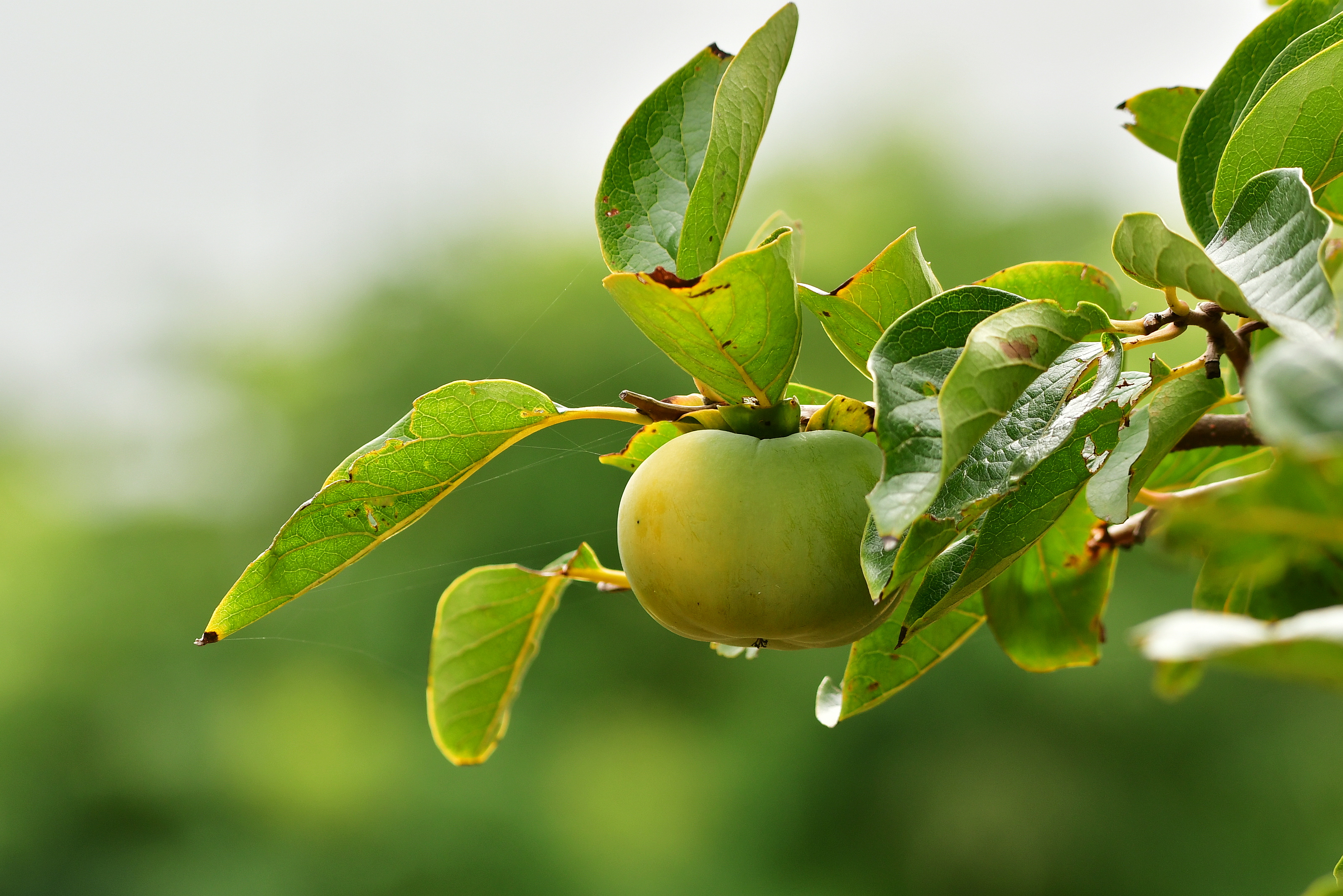 f:id:Hatabou:20180901062351j:plain