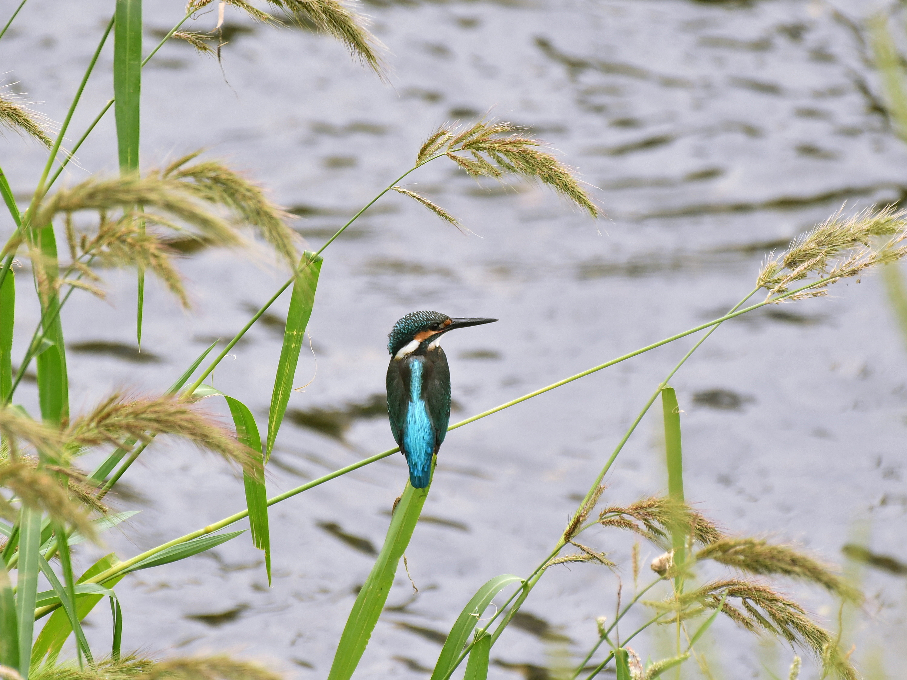 f:id:Hatabou:20180918213917j:plain