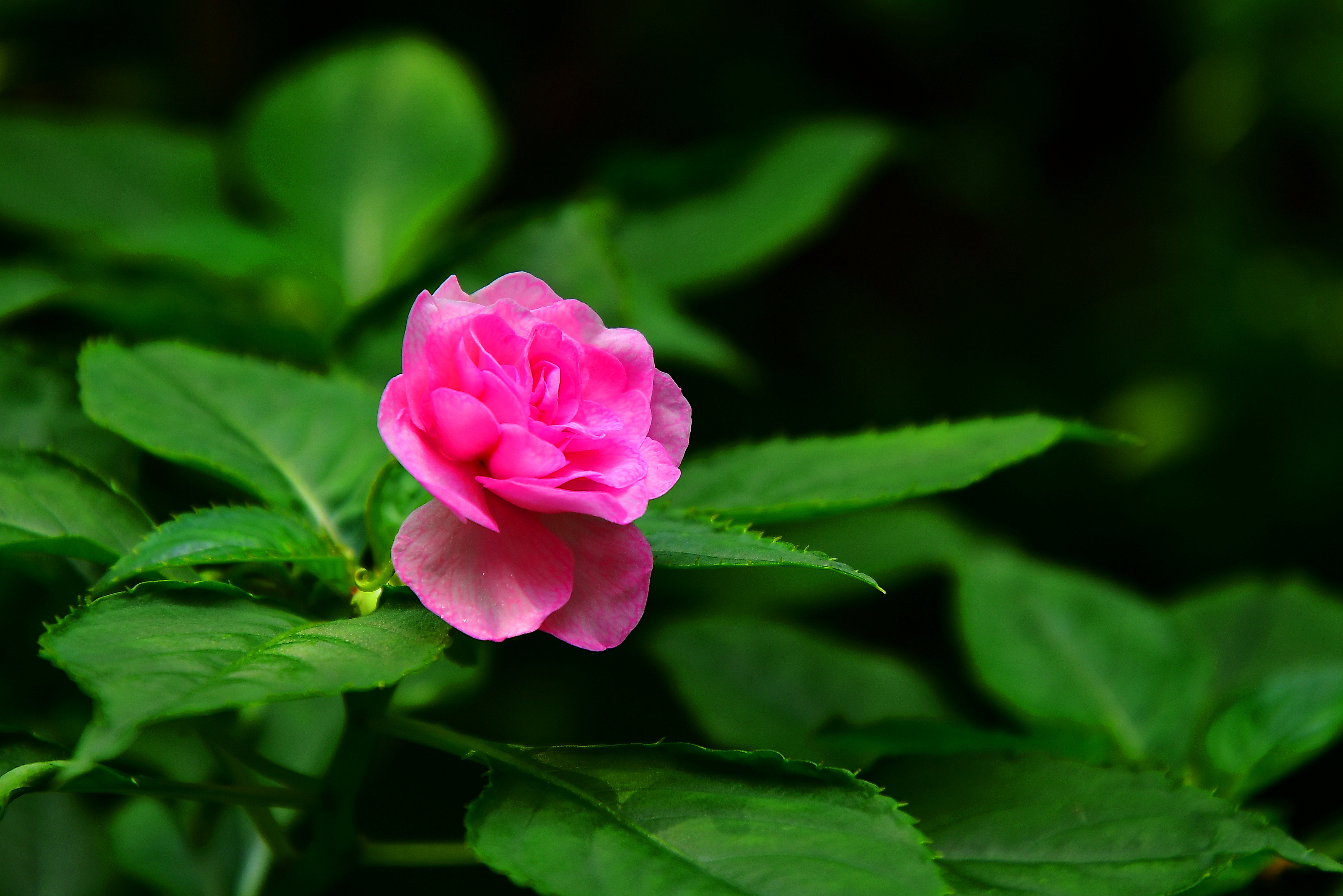 f:id:Hatabou:20181005231353j:plain f:id:Hatabou:20181005231353j:plain