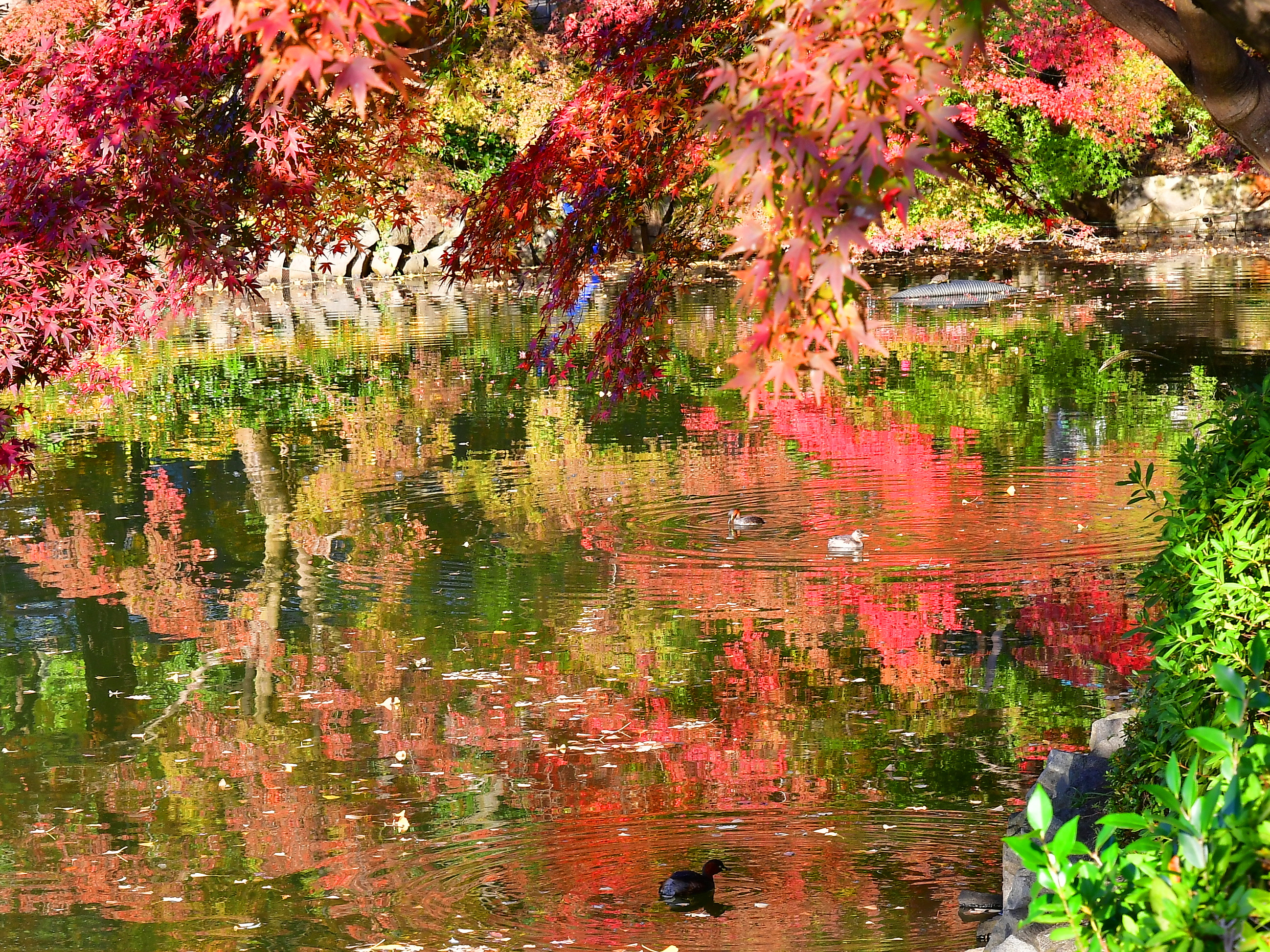 f:id:Hatabou:20181121215755j:plain f:id:Hatabou:20181121215755j:plain