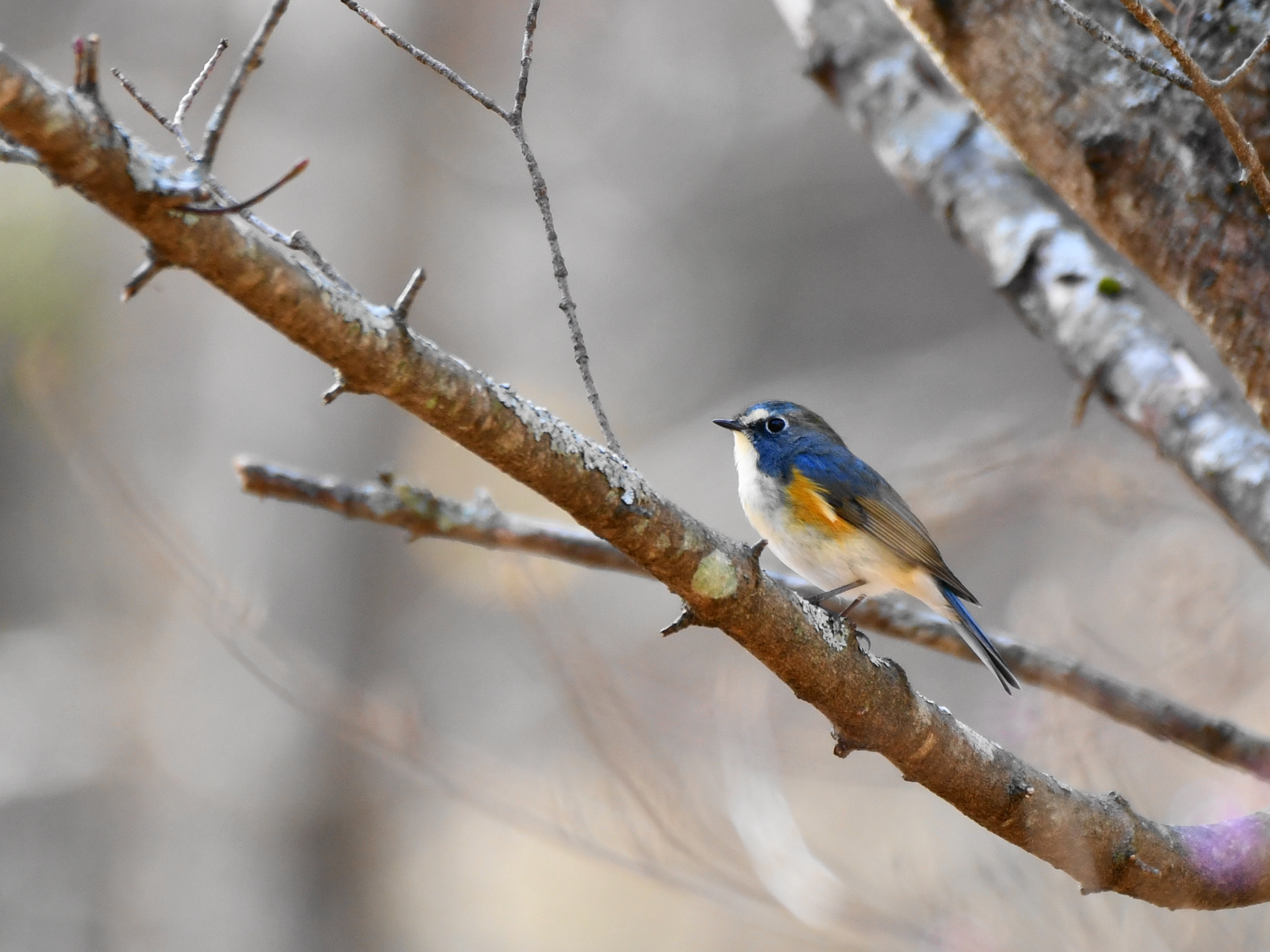 お帰りなさい、山野の冬鳥たち 