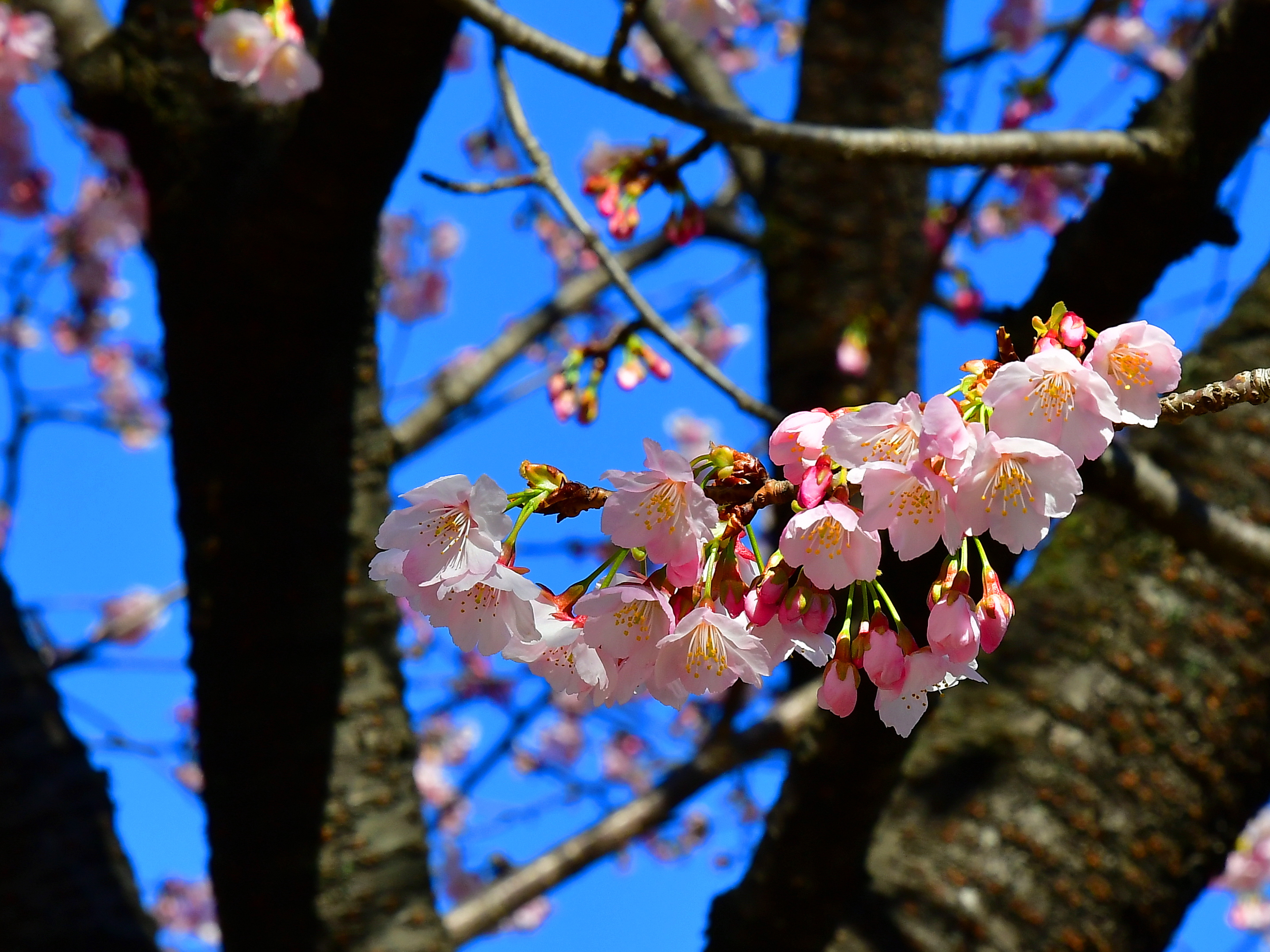 f:id:Hatabou:20190313204948j:plain f:id:Hatabou:20190313204948j:plain