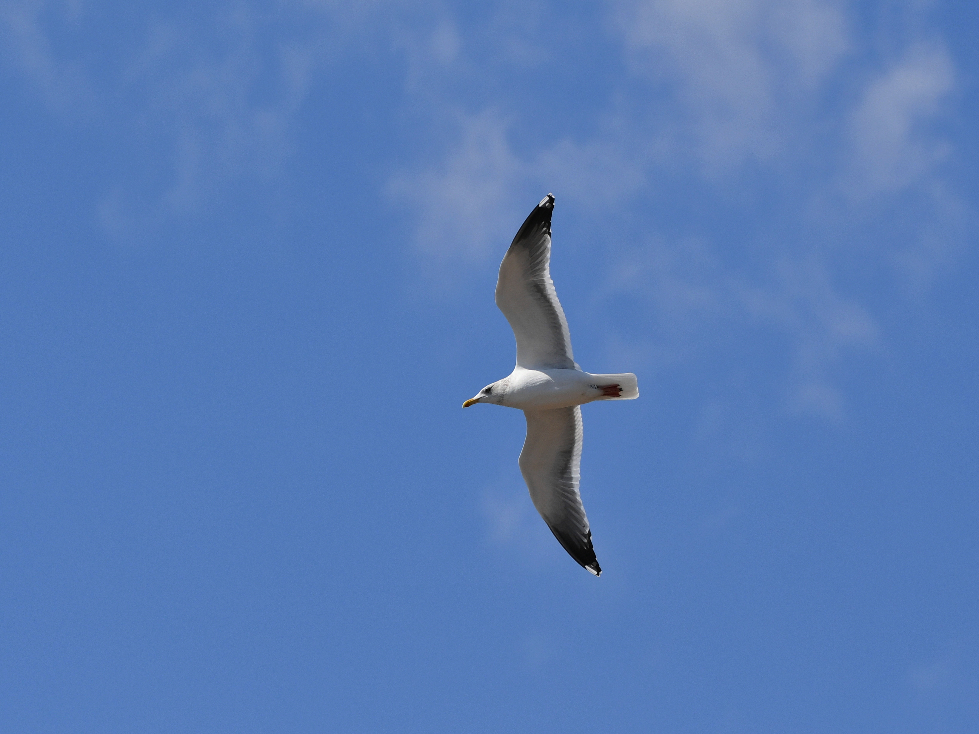 久しぶりに海岸干潟で戯れる鳥たちを観察に行きました ズグロカモメ ウミアイサ ほか 野鳥撮影 第133回目 カワセミのまなざし