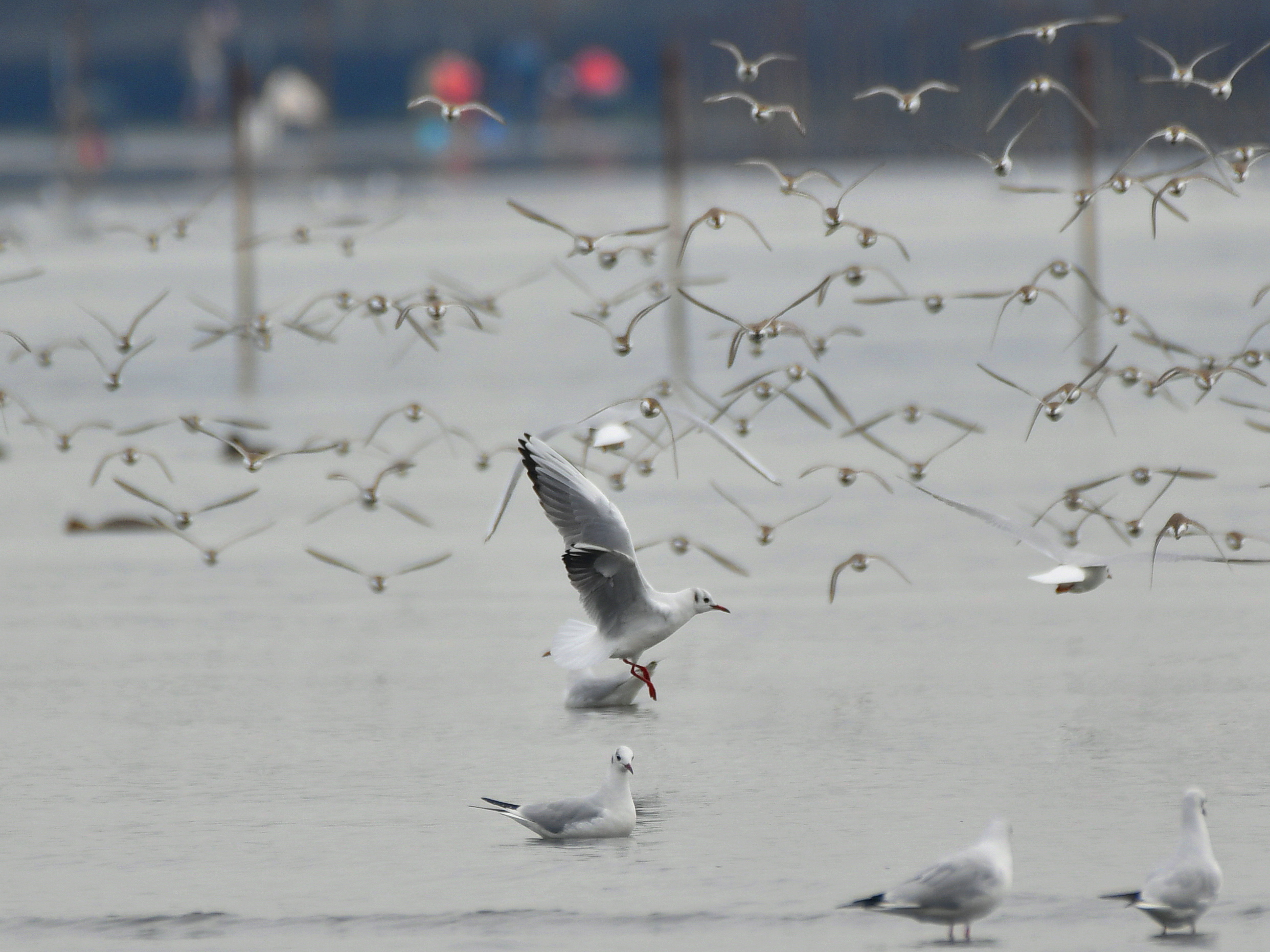 久しぶりに海岸干潟で戯れる鳥たちを観察に行きました ズグロカモメ ウミアイサ ほか 野鳥撮影 第133回目 カワセミのまなざし