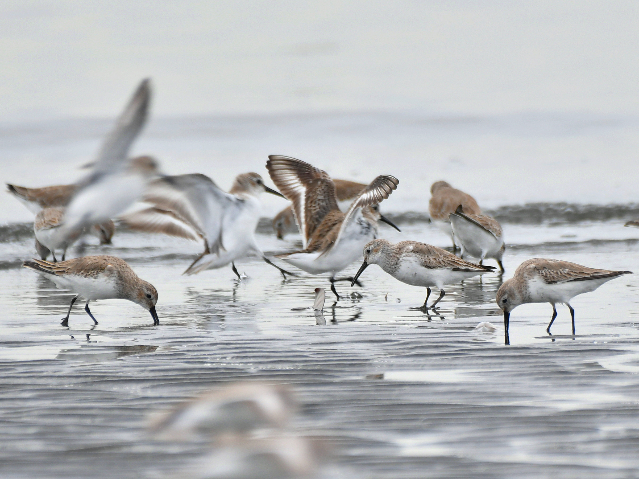 久しぶりに海岸干潟で戯れる鳥たちを観察に行きました……。