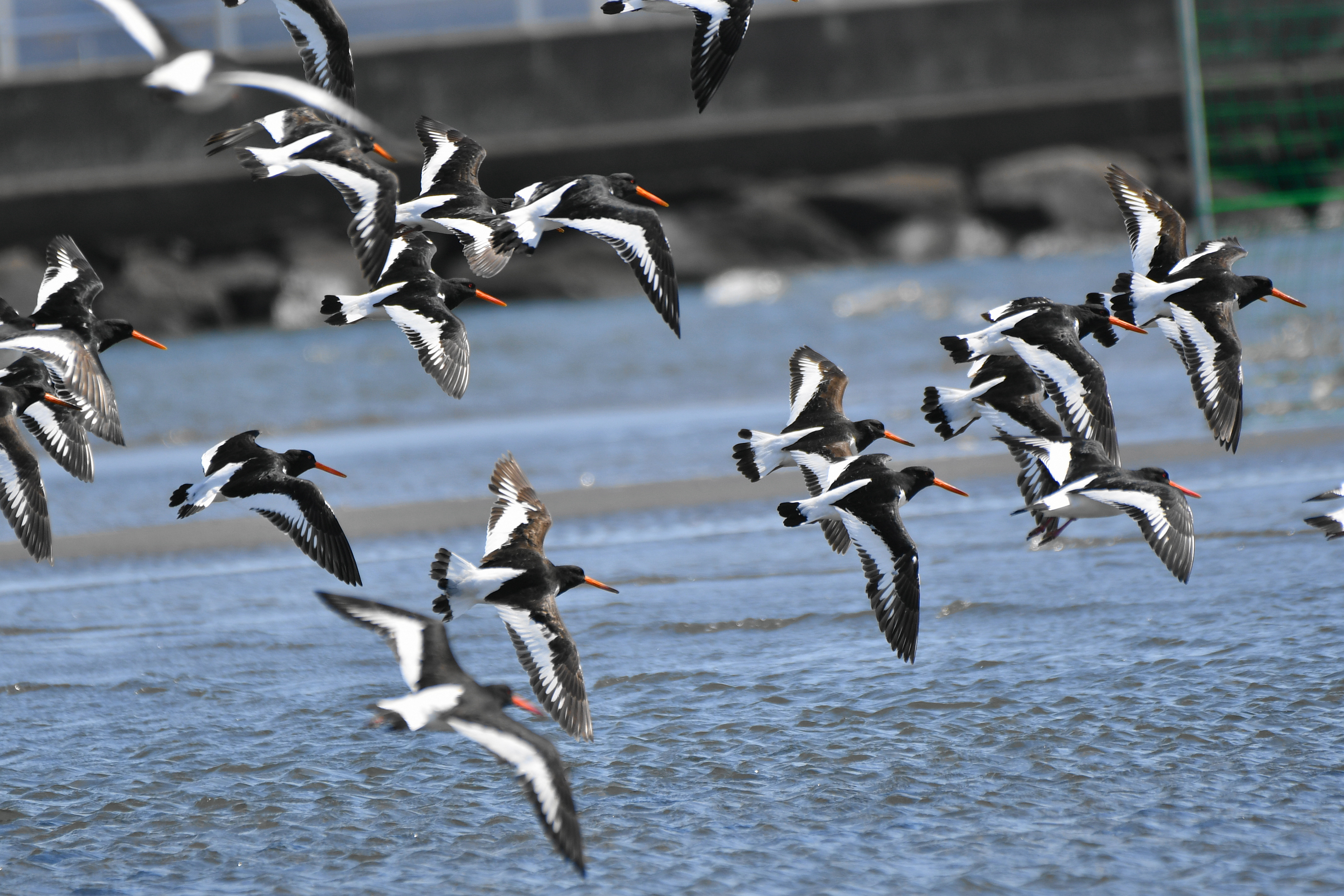 久しぶりに海岸干潟で戯れる鳥たちを観察に行きました……。
