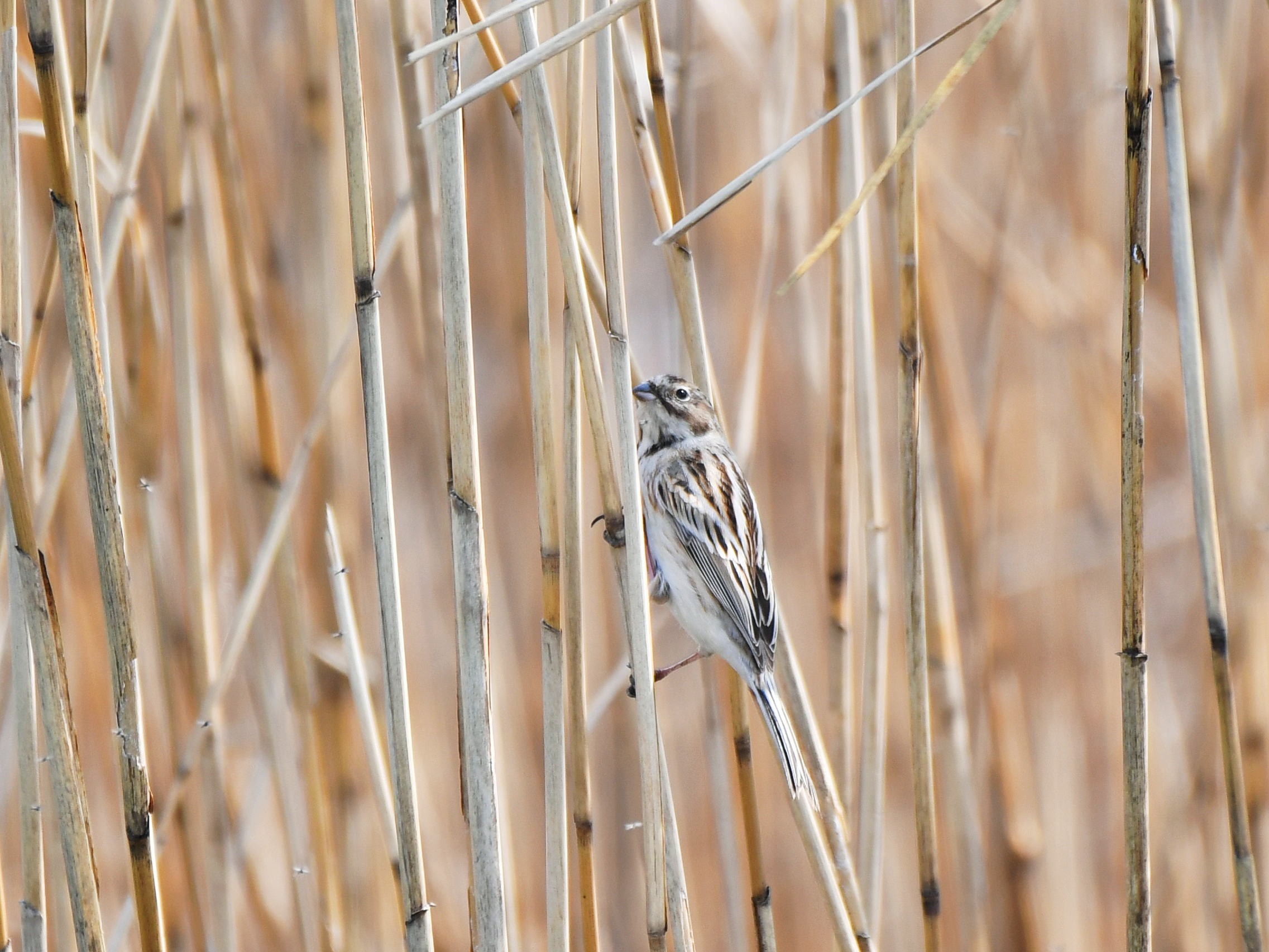 f:id:Hatabou:20190331055932j:plain