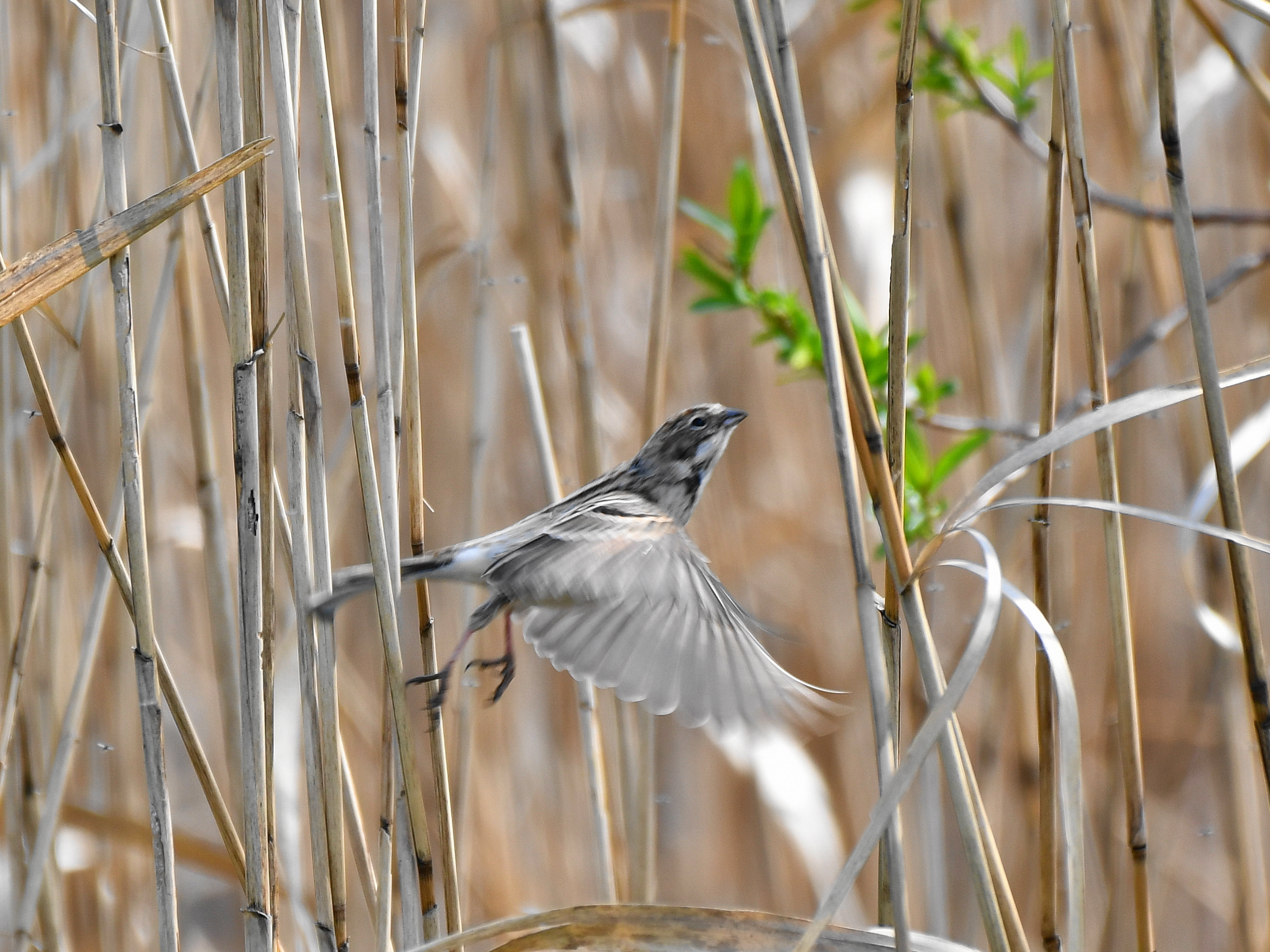 f:id:Hatabou:20190331055954j:plain