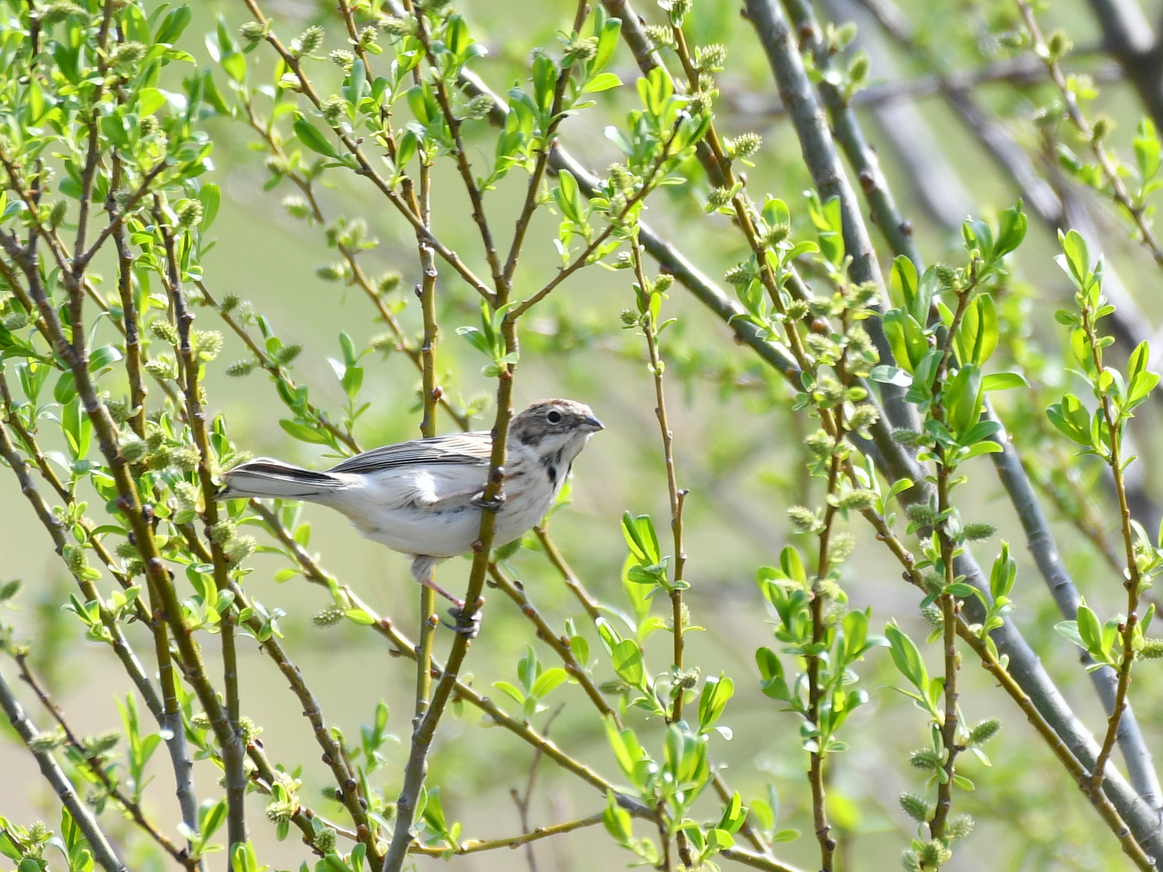 f:id:Hatabou:20190331060022j:plain