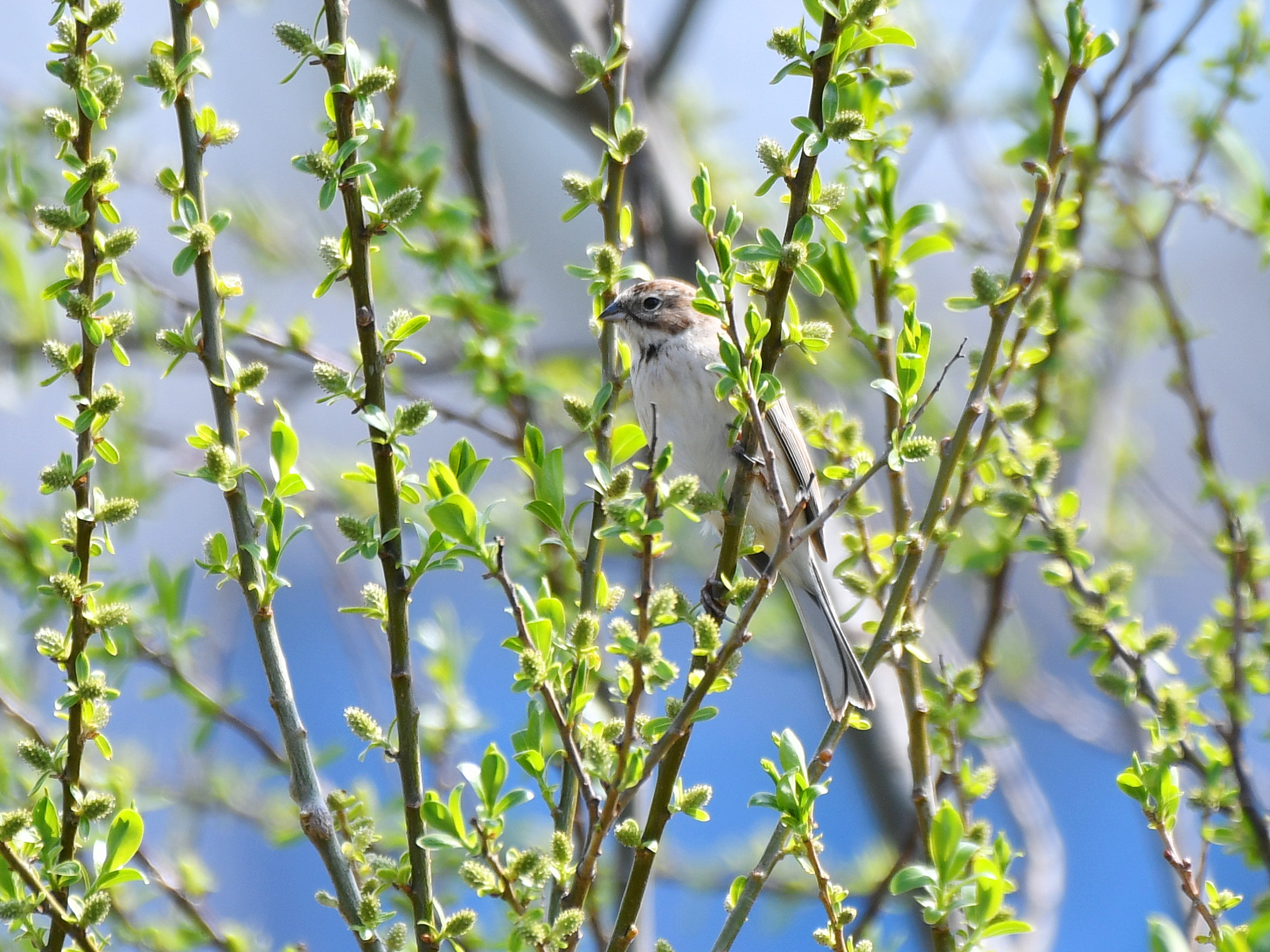 f:id:Hatabou:20190331060044j:plain