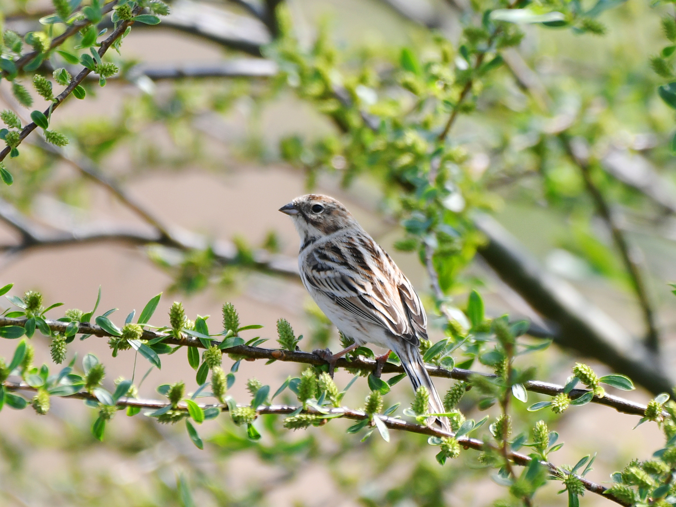 f:id:Hatabou:20190331060108j:plain