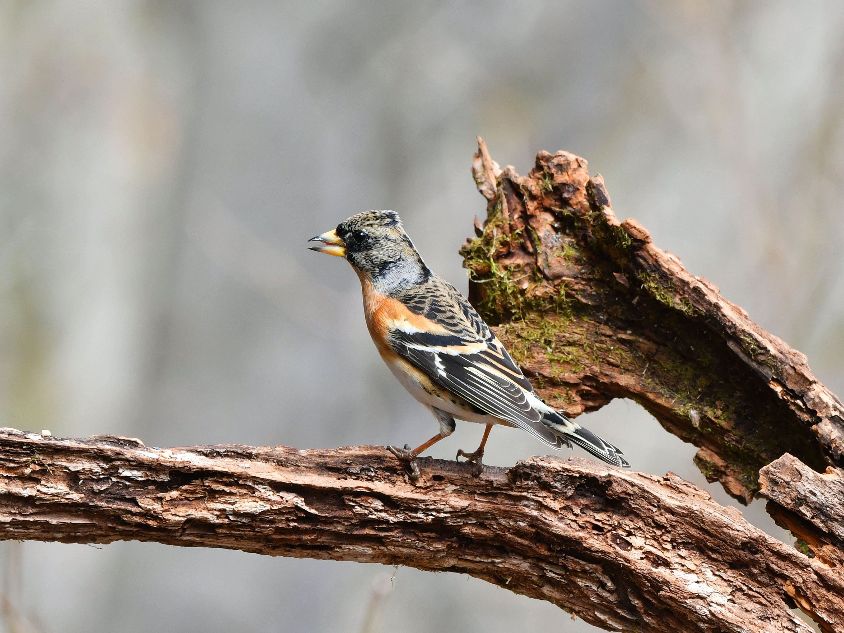 f:id:Hatabou:20190410131454j:plain