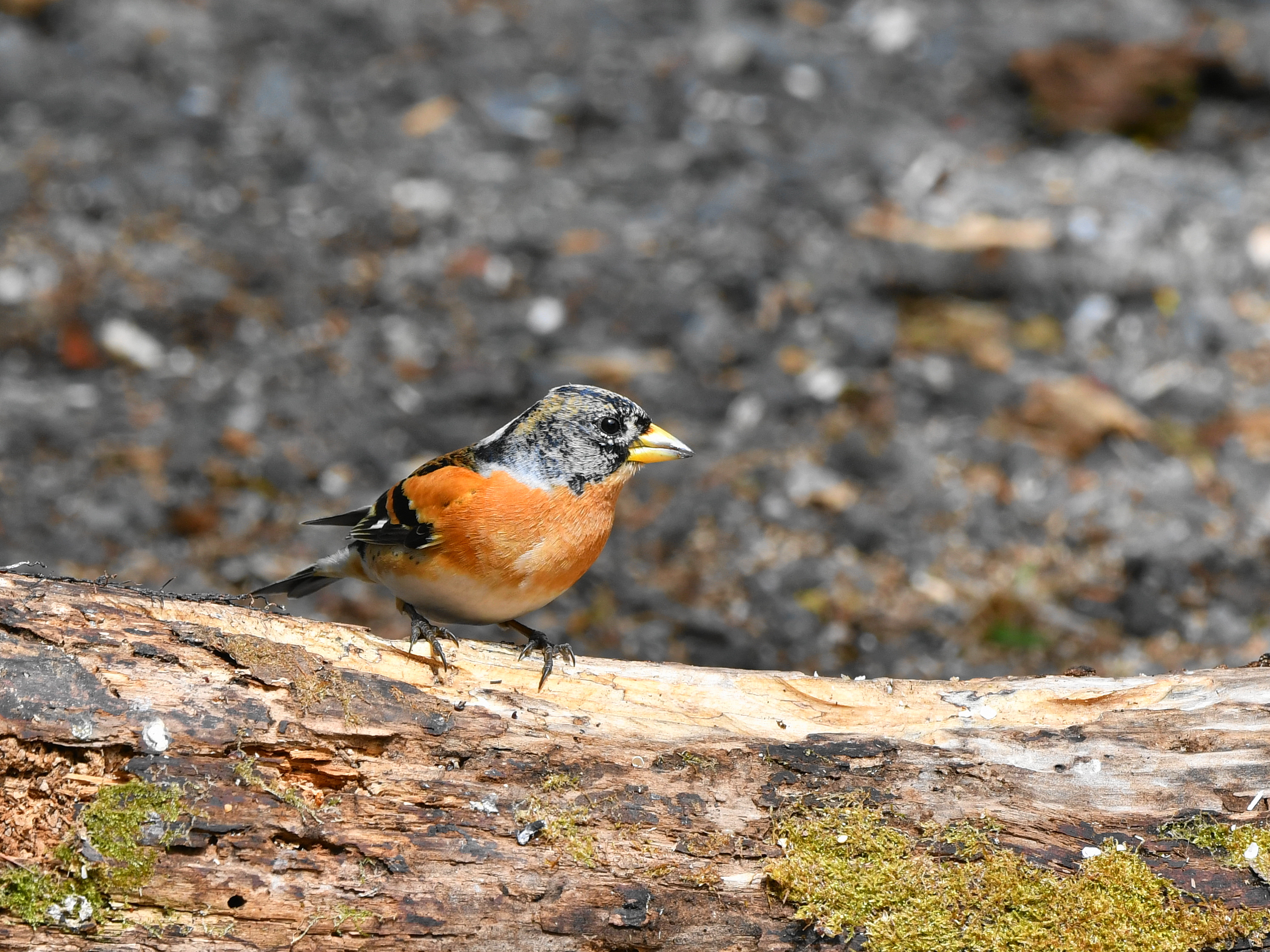 f:id:Hatabou:20190410131737j:plain