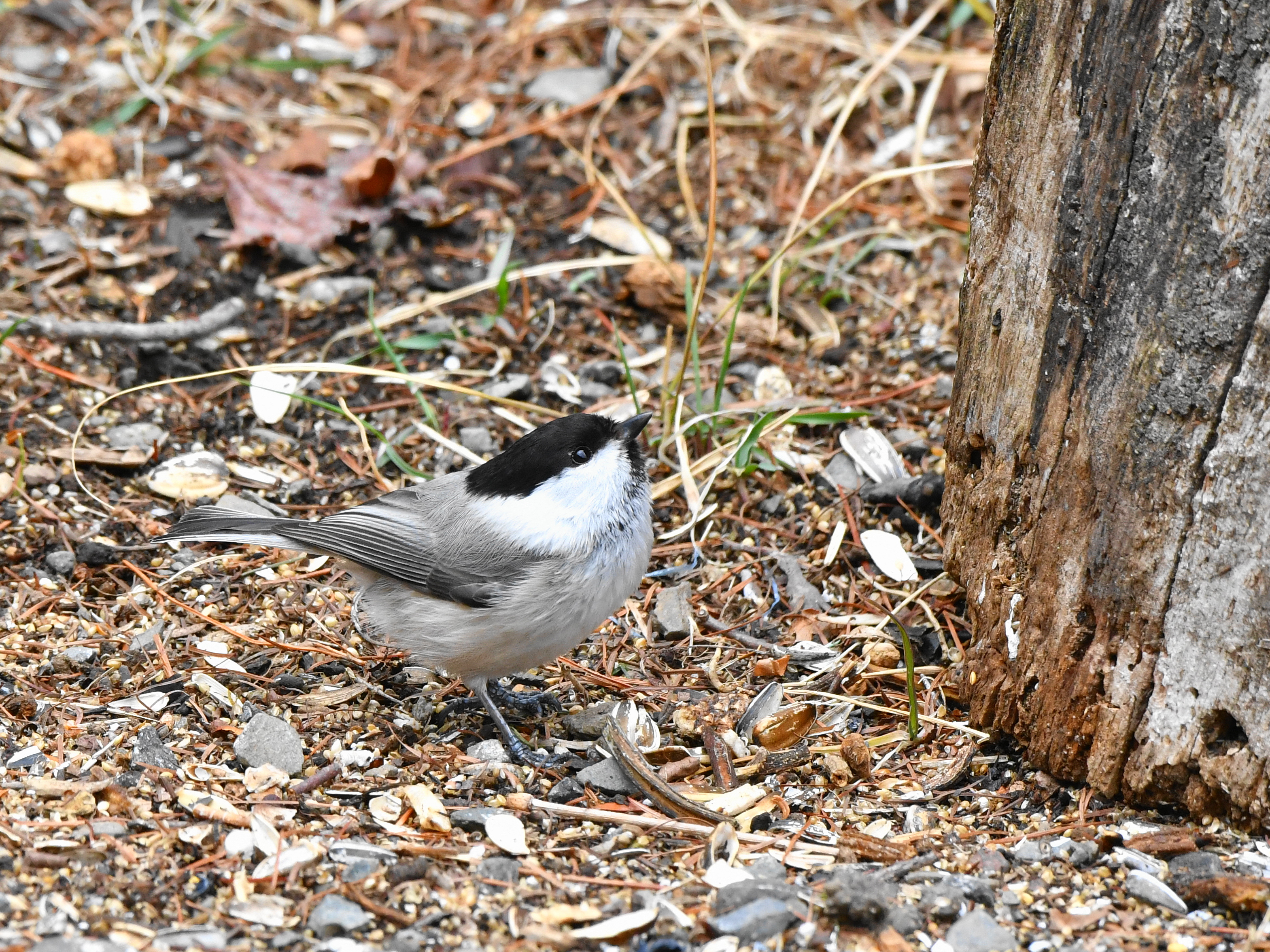 f:id:Hatabou:20190410132719j:plain