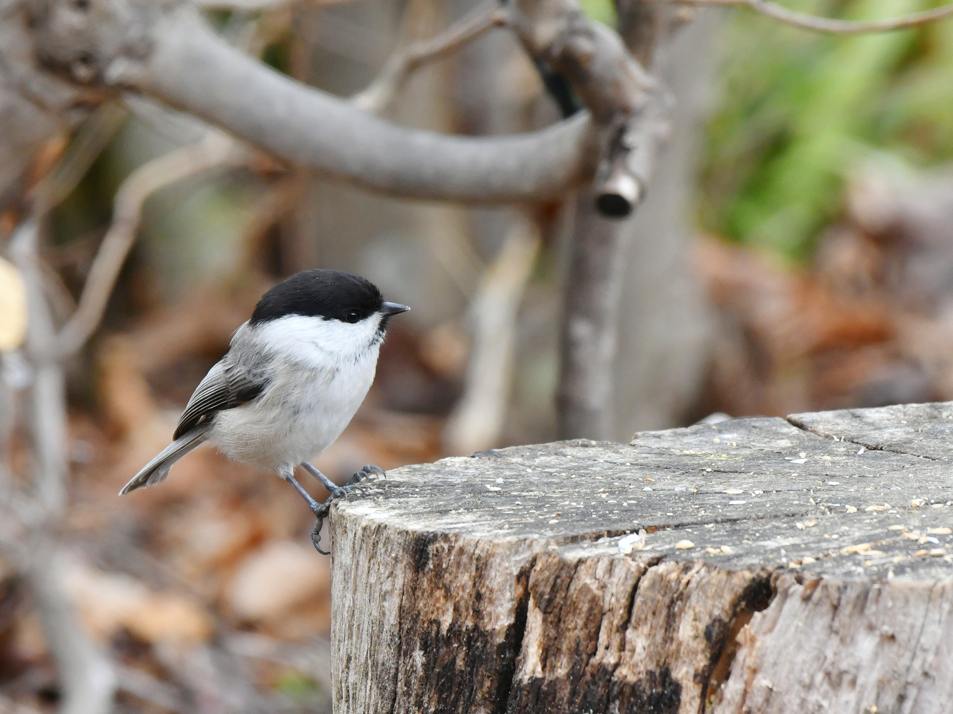 f:id:Hatabou:20190410132755j:plain